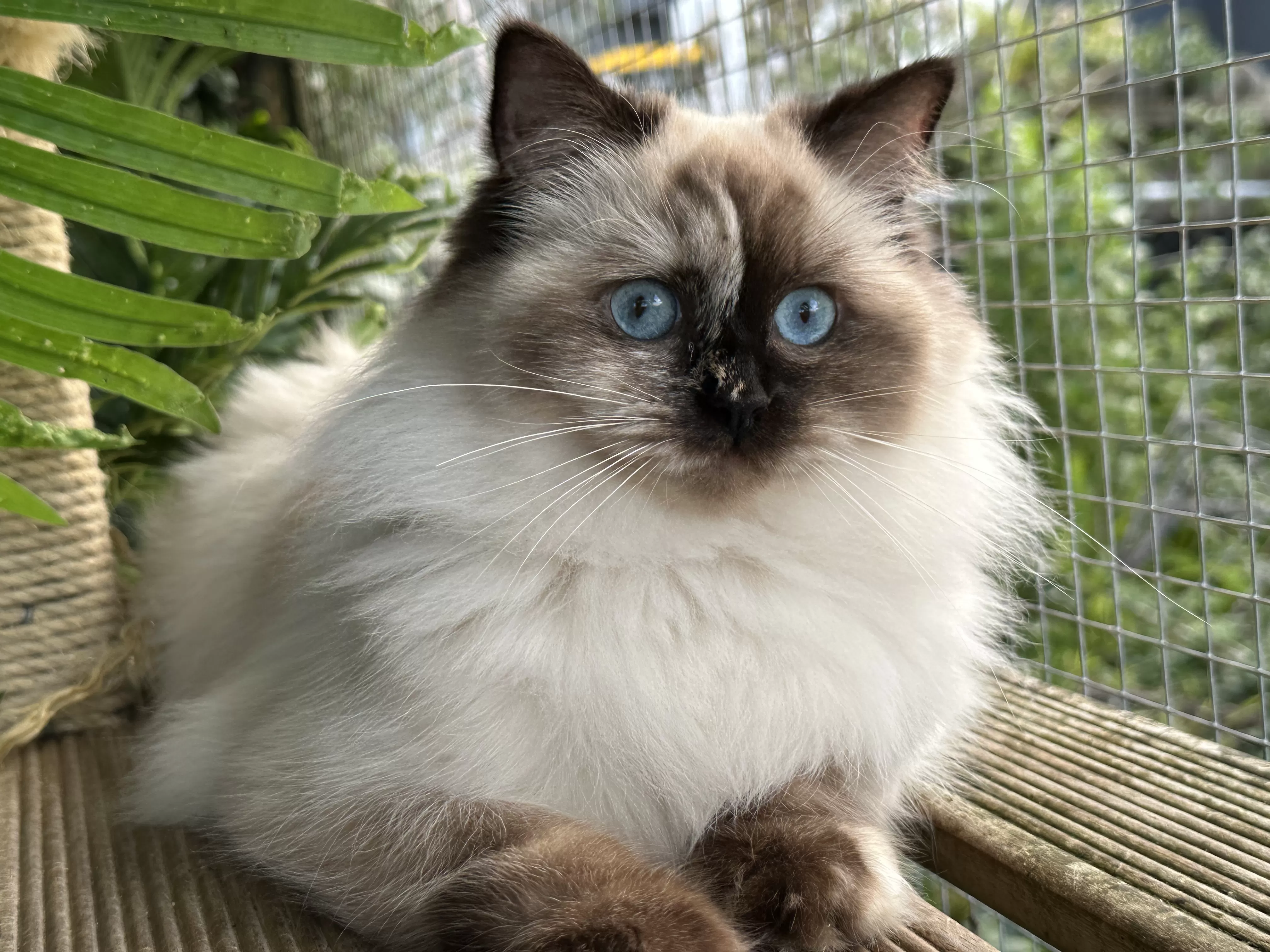 queens gallery image