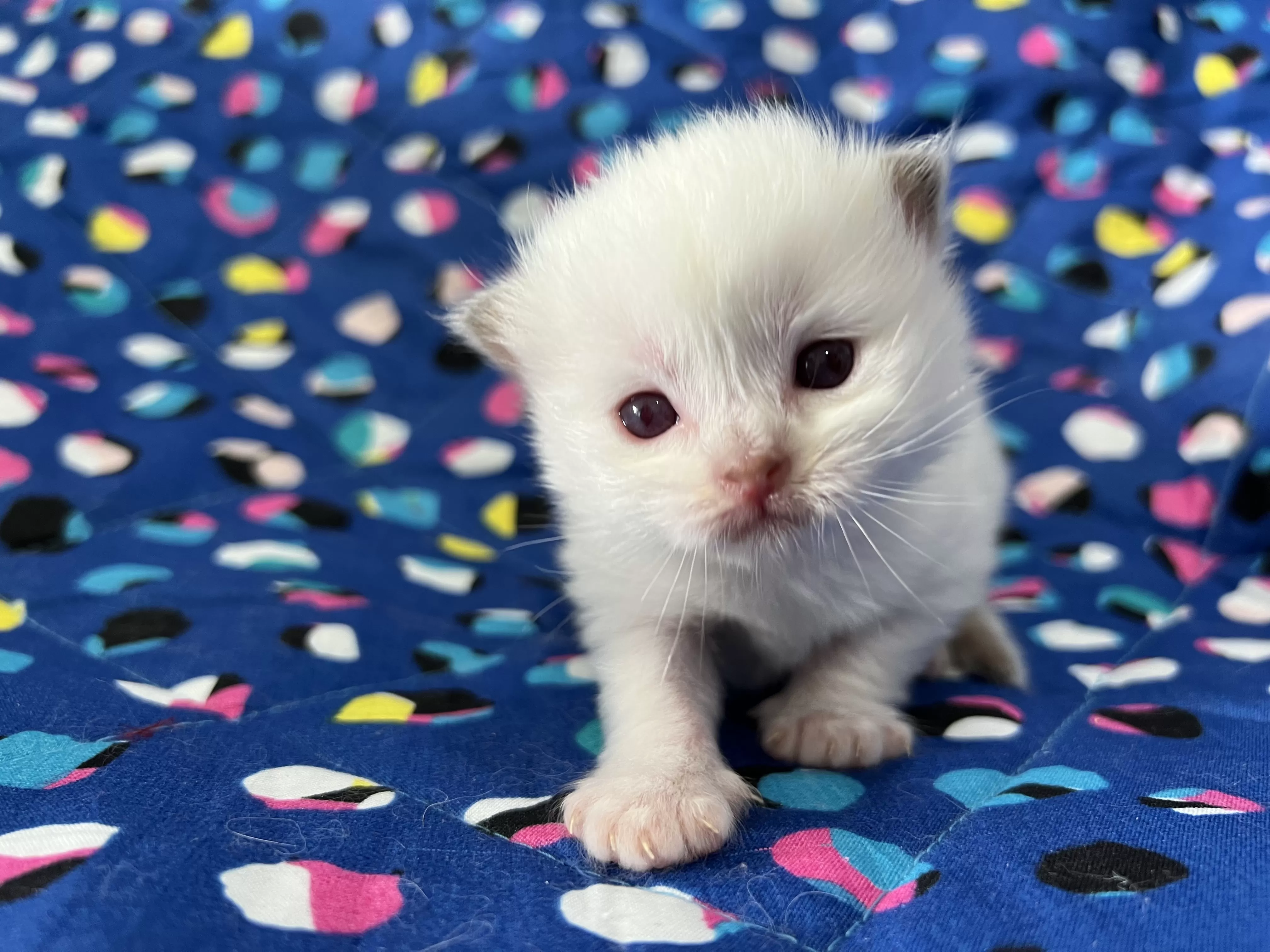 queens gallery image