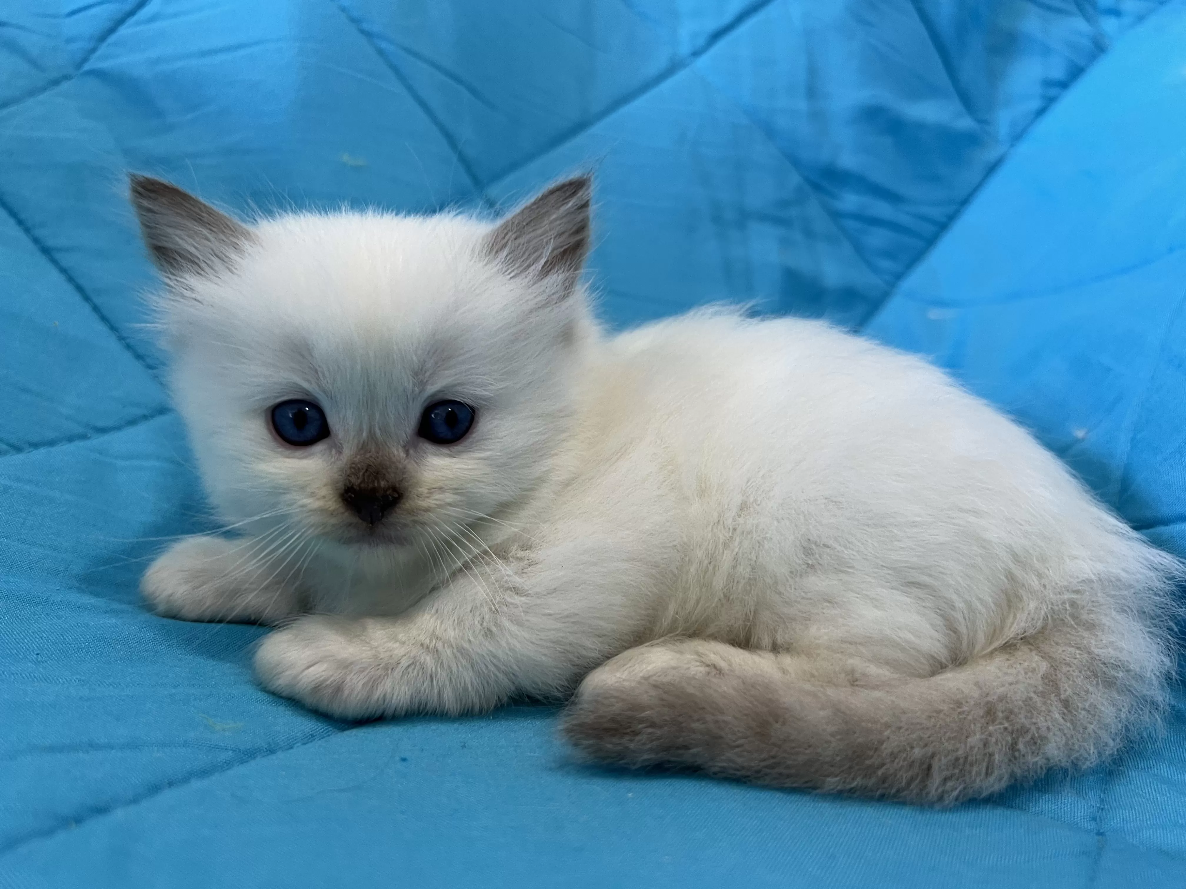 queens gallery image