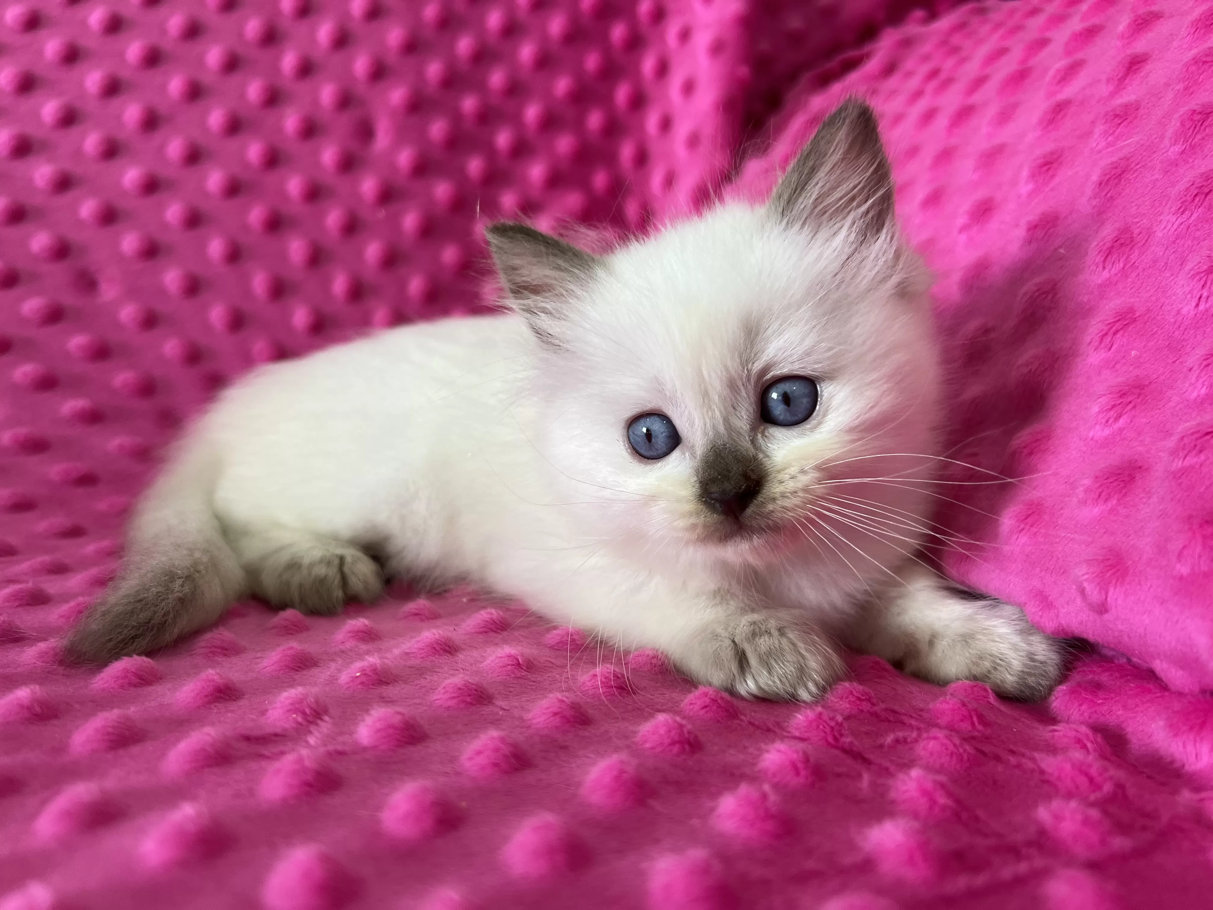 queens gallery image