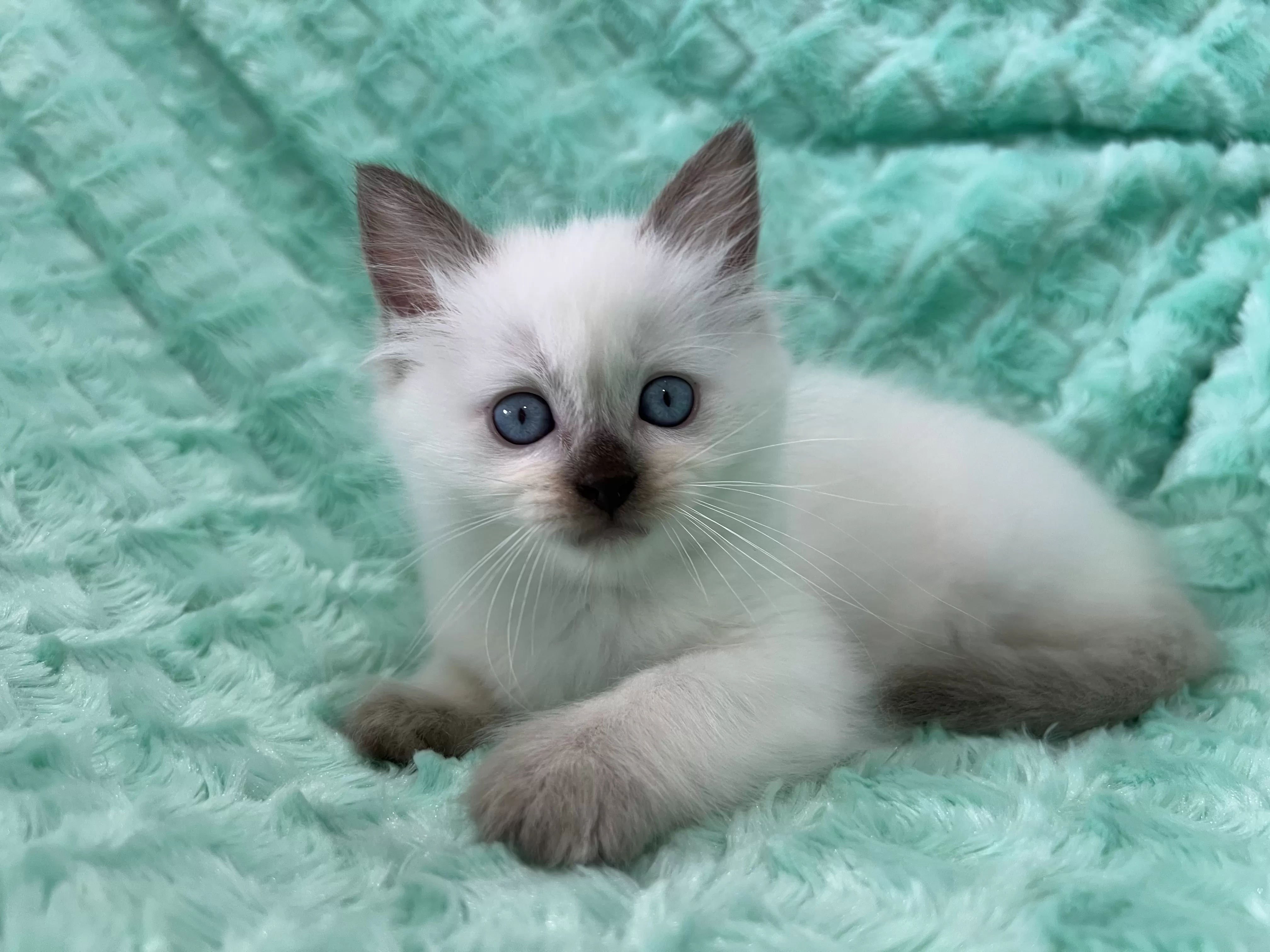 queens gallery image