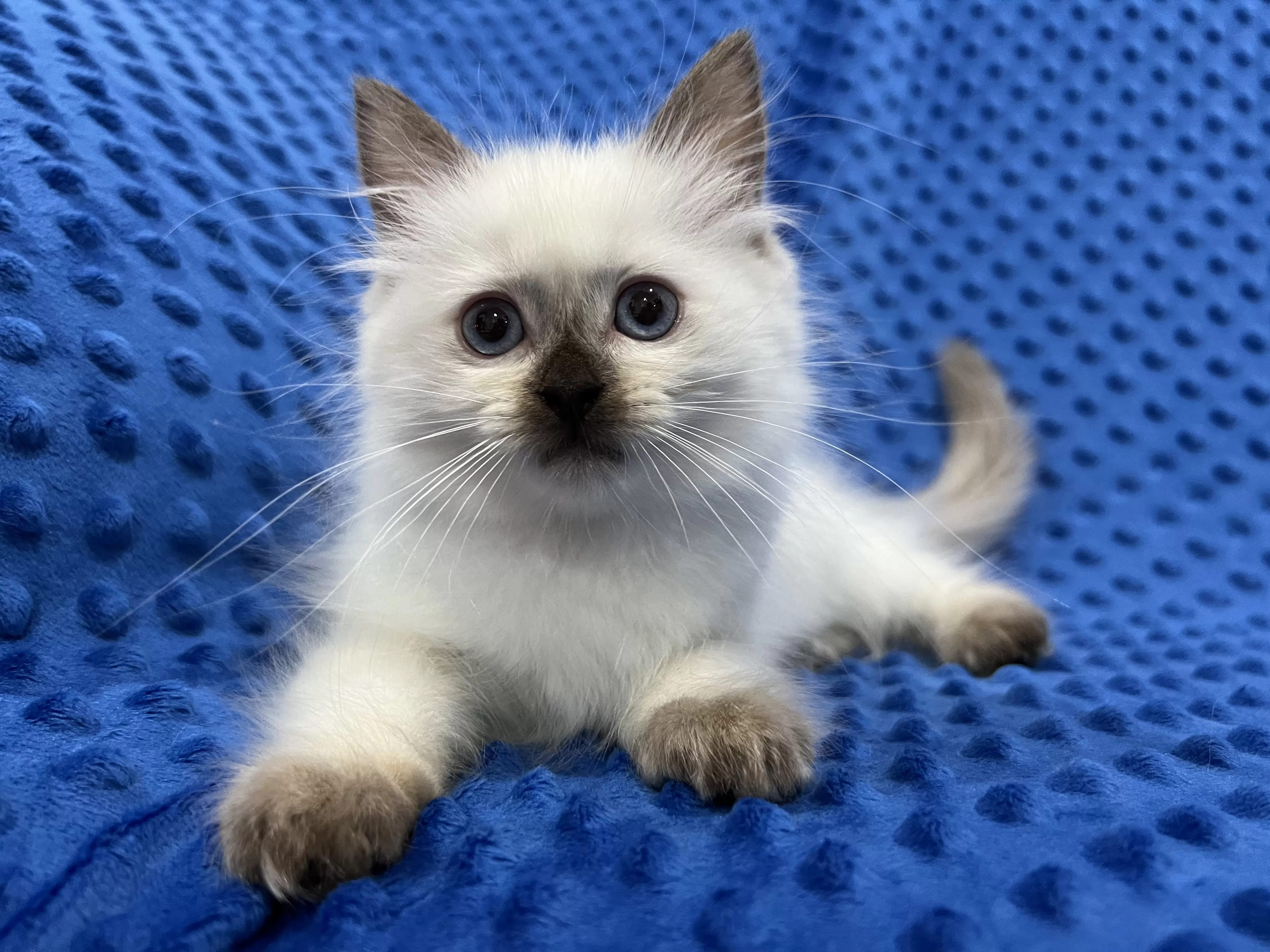 queens gallery image