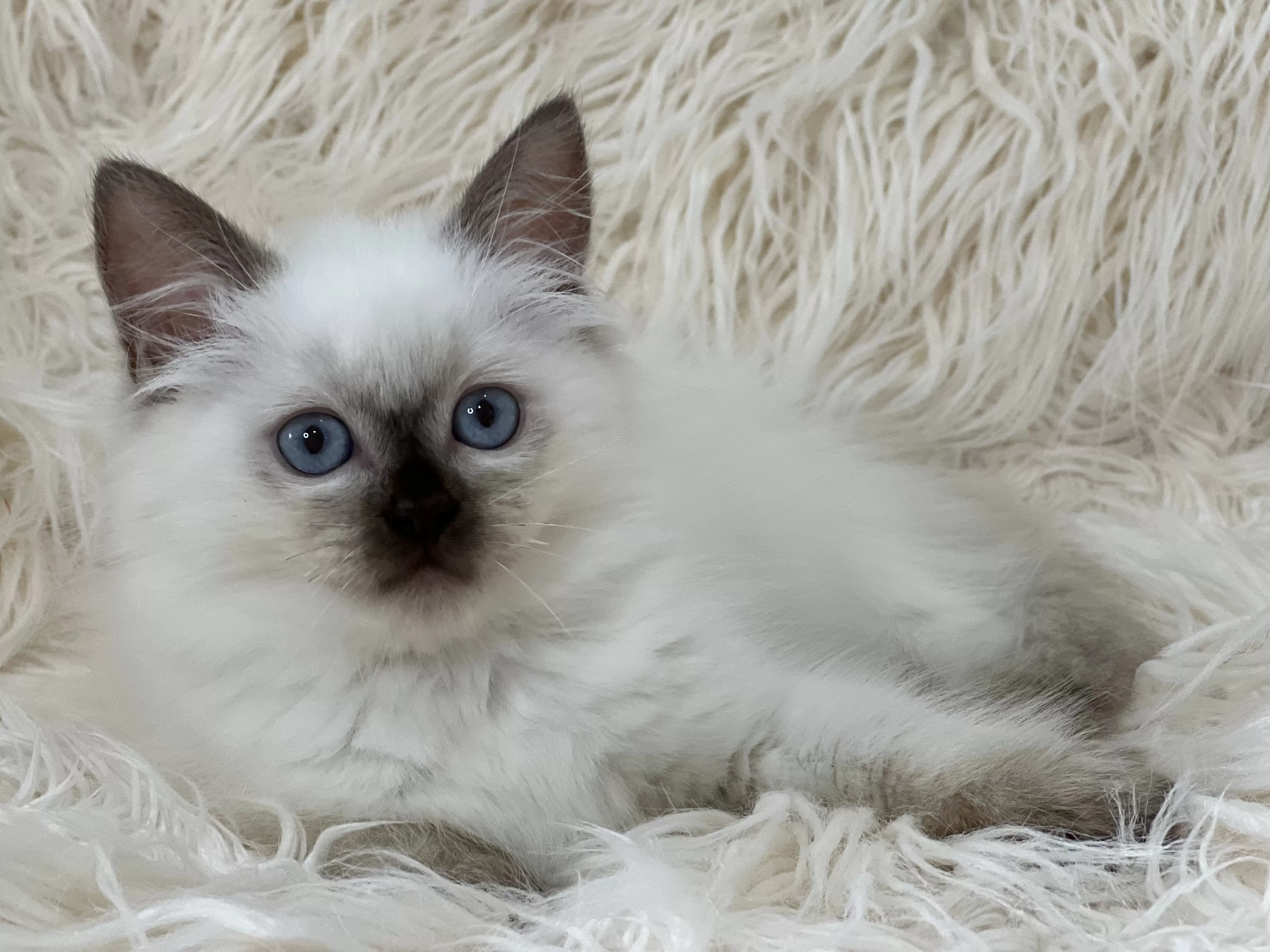 queens gallery image