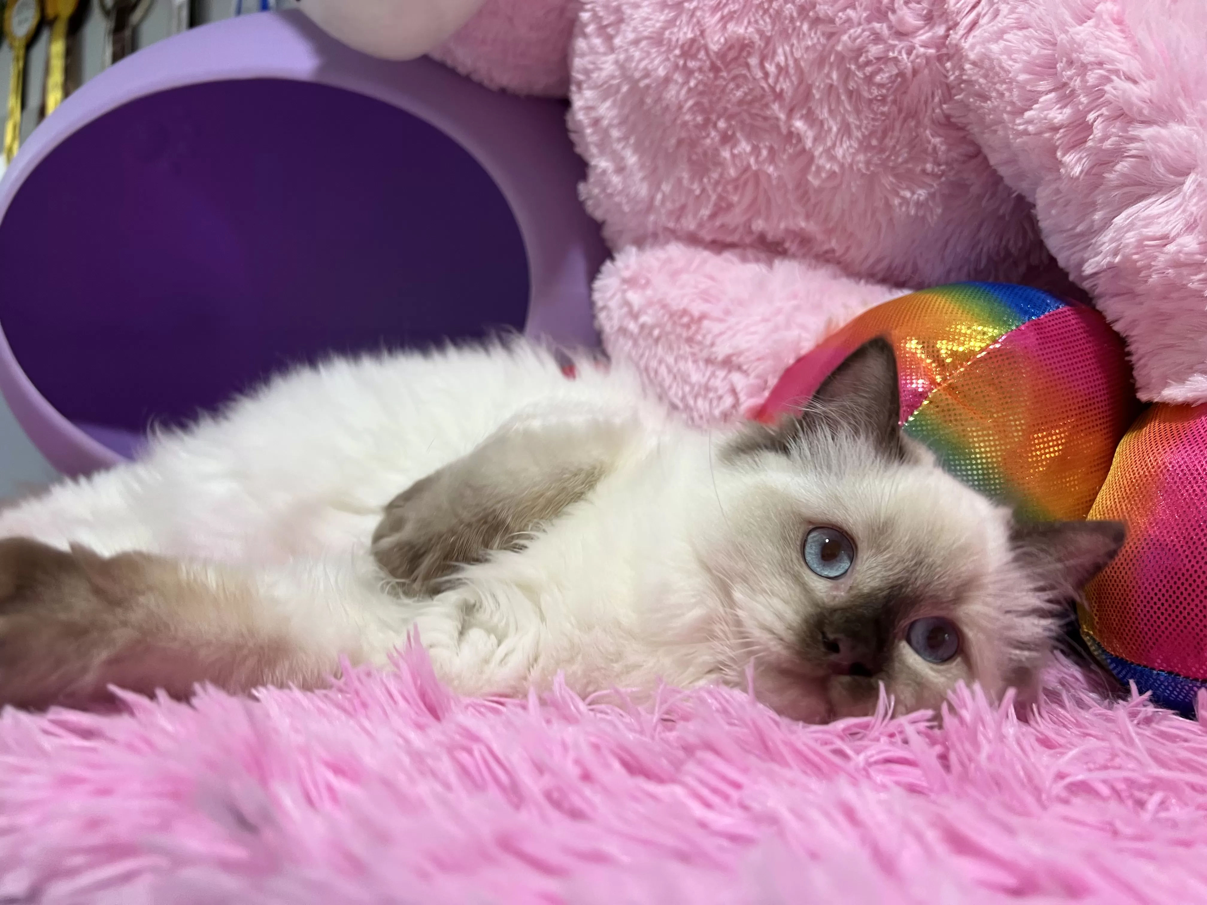 queens gallery image