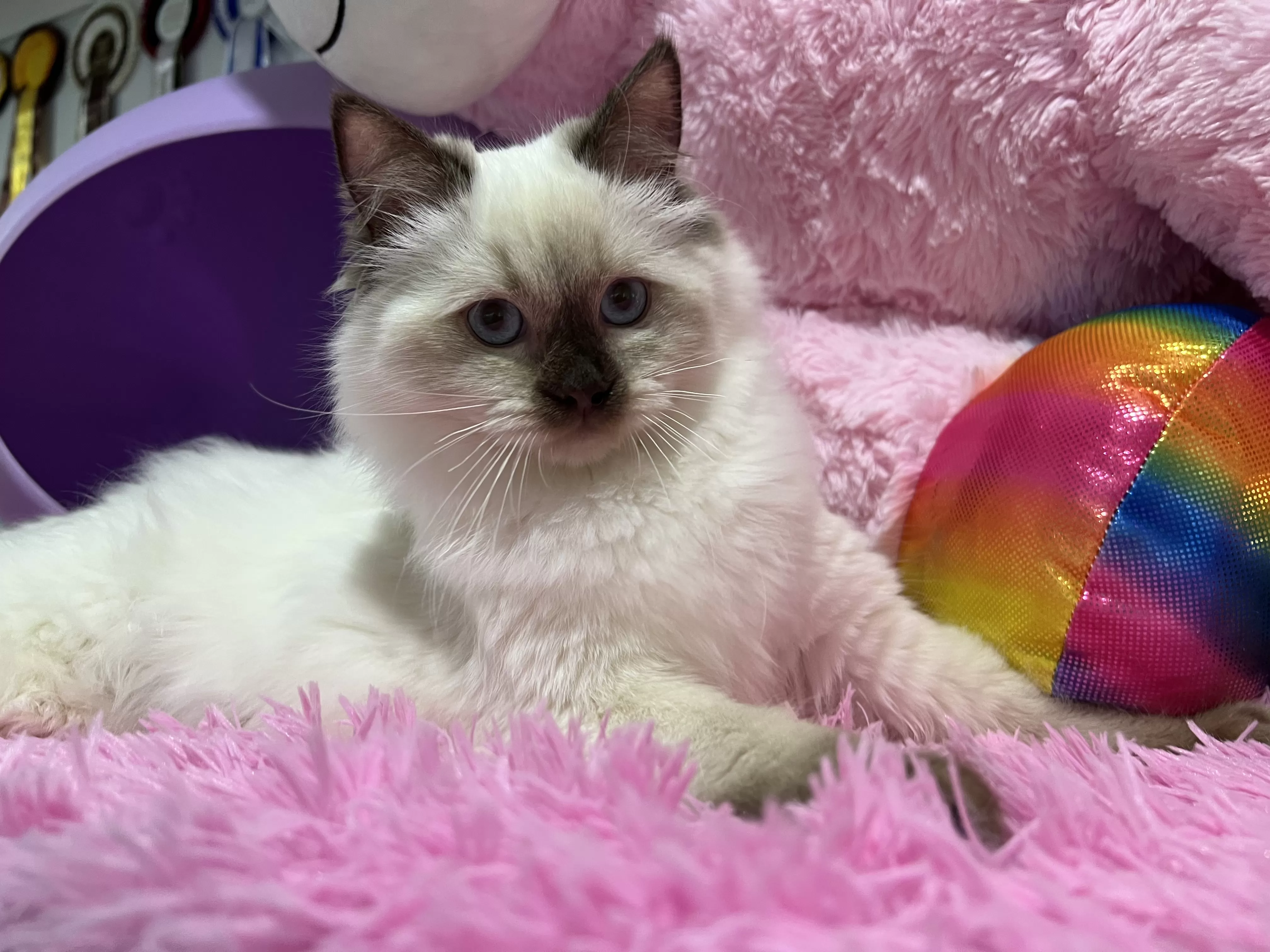 queens gallery image