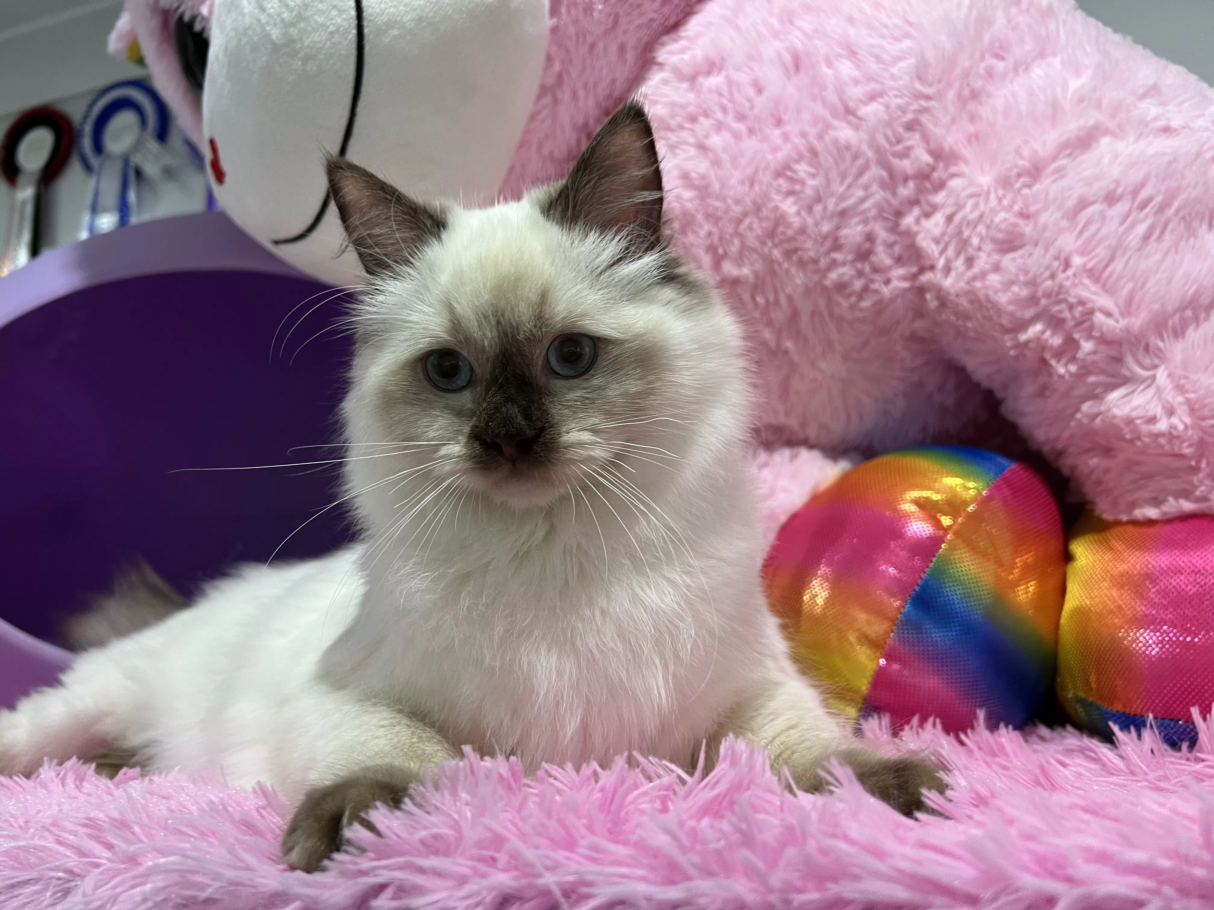 queens gallery image