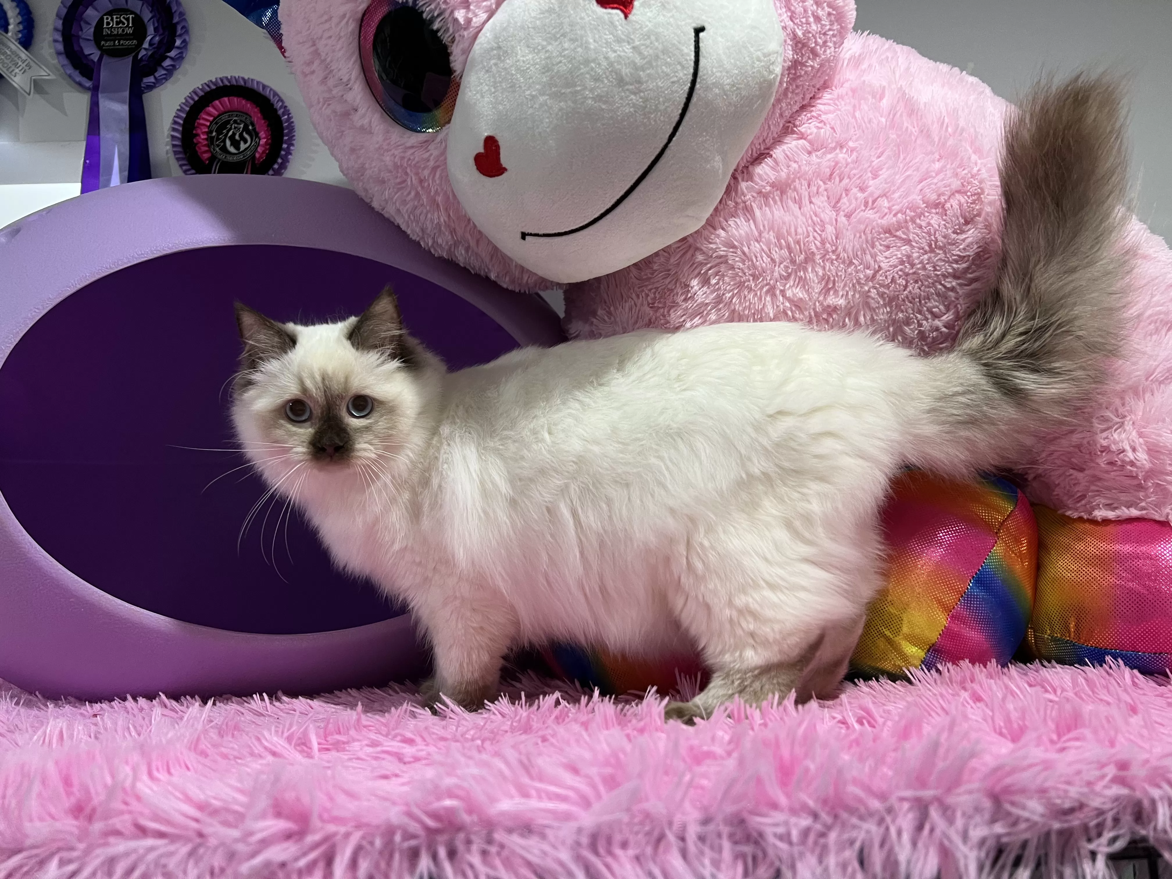 queens gallery image