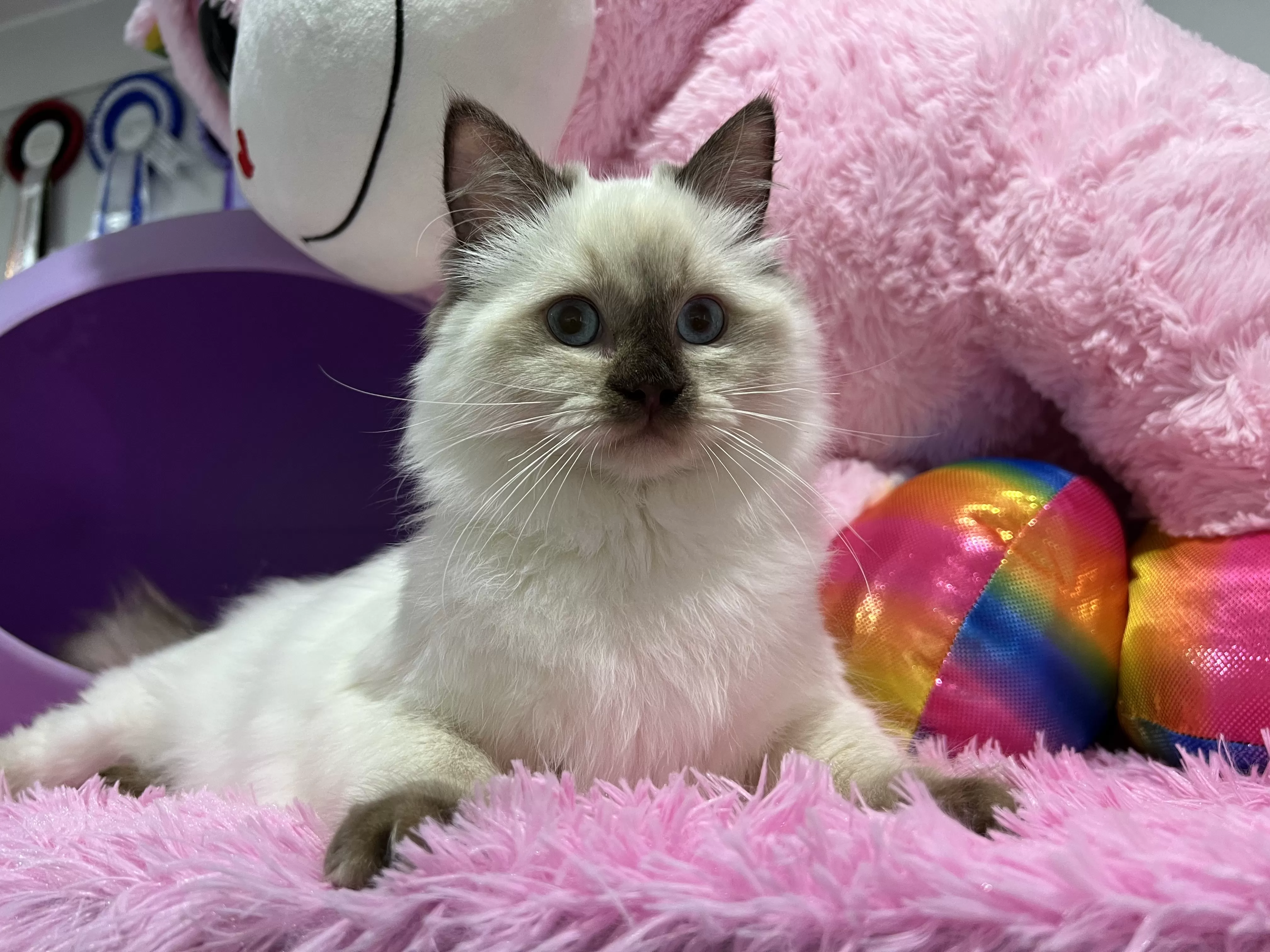 queens gallery image