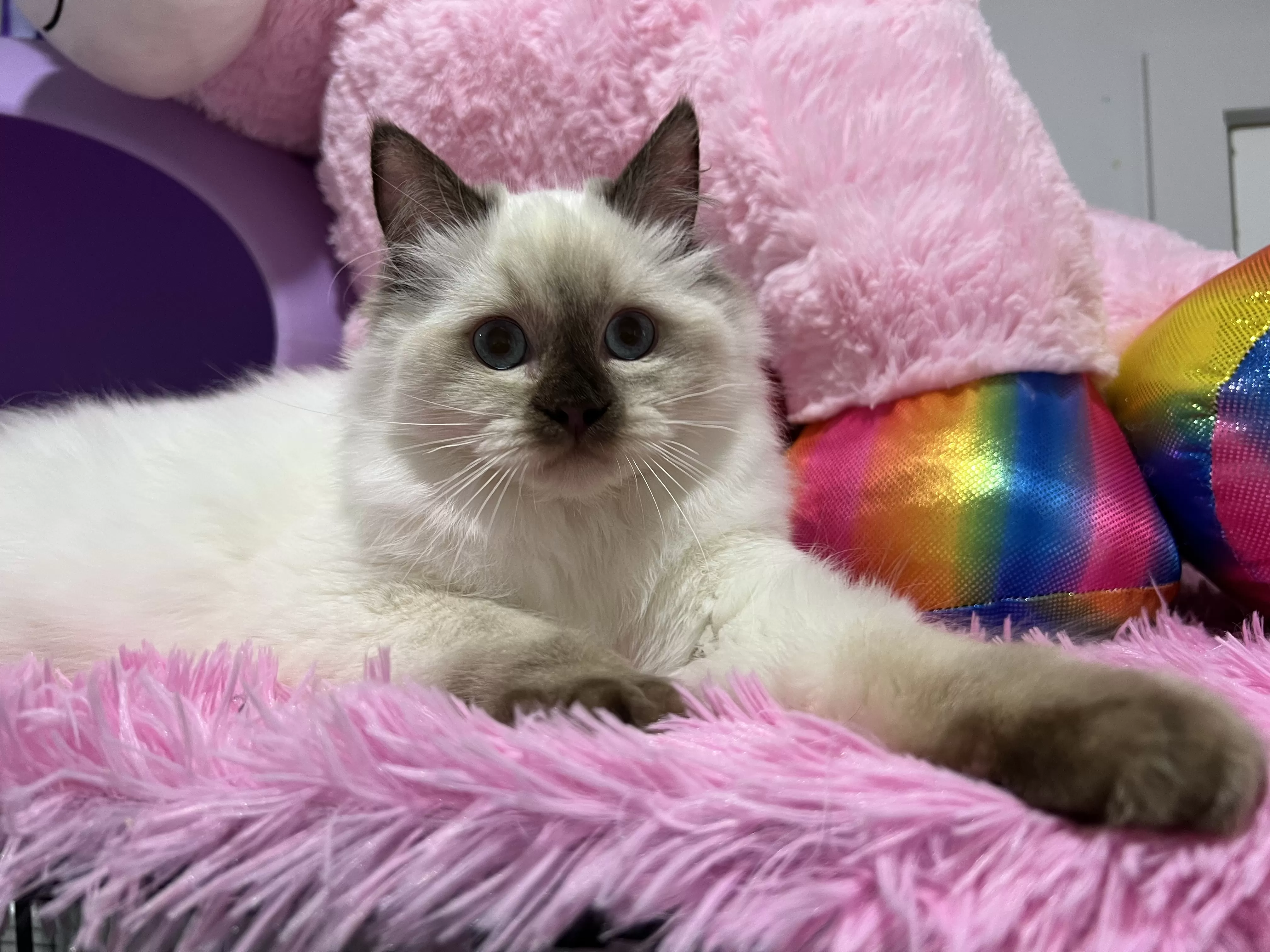 queens gallery image