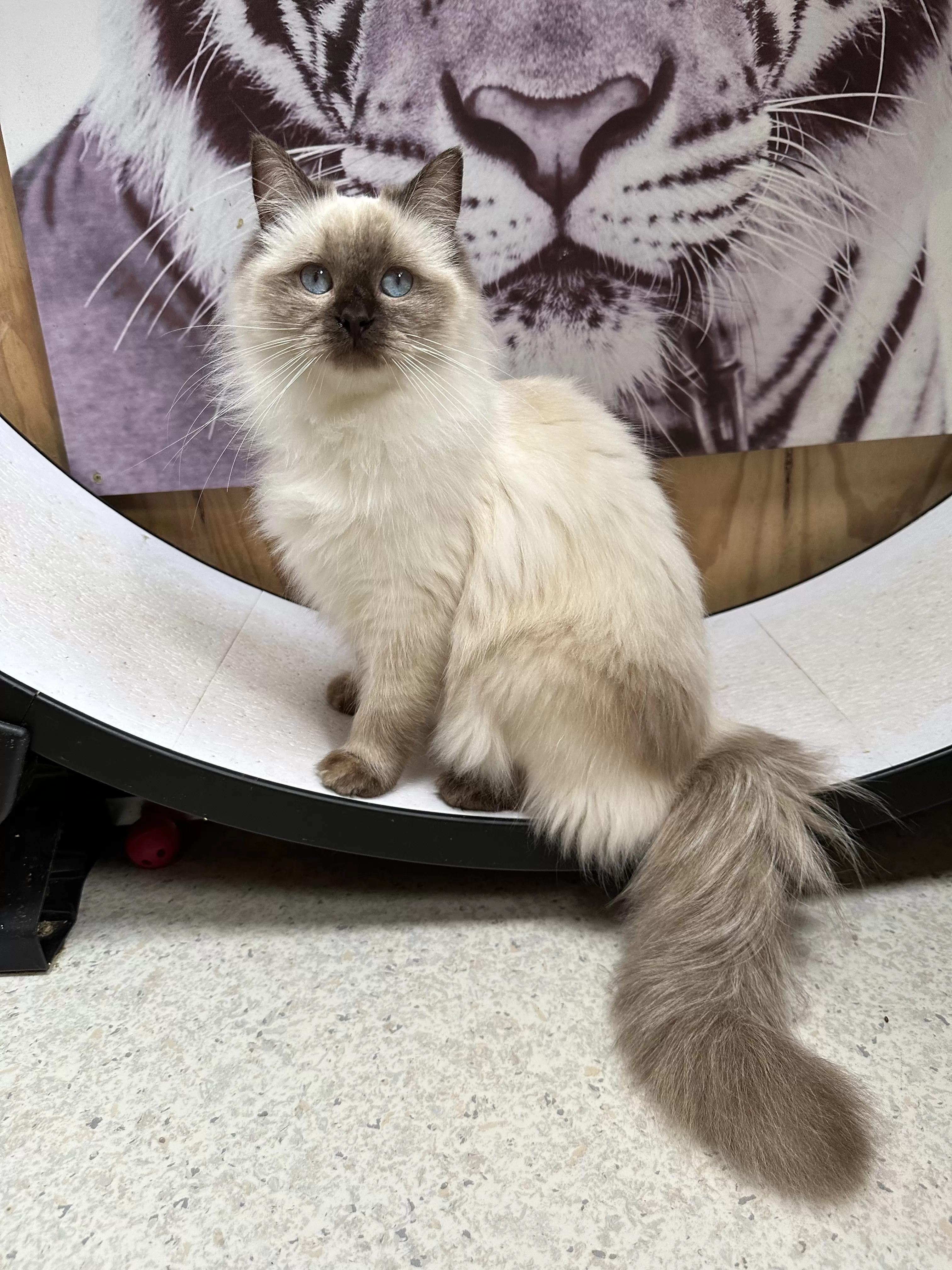 queens gallery image