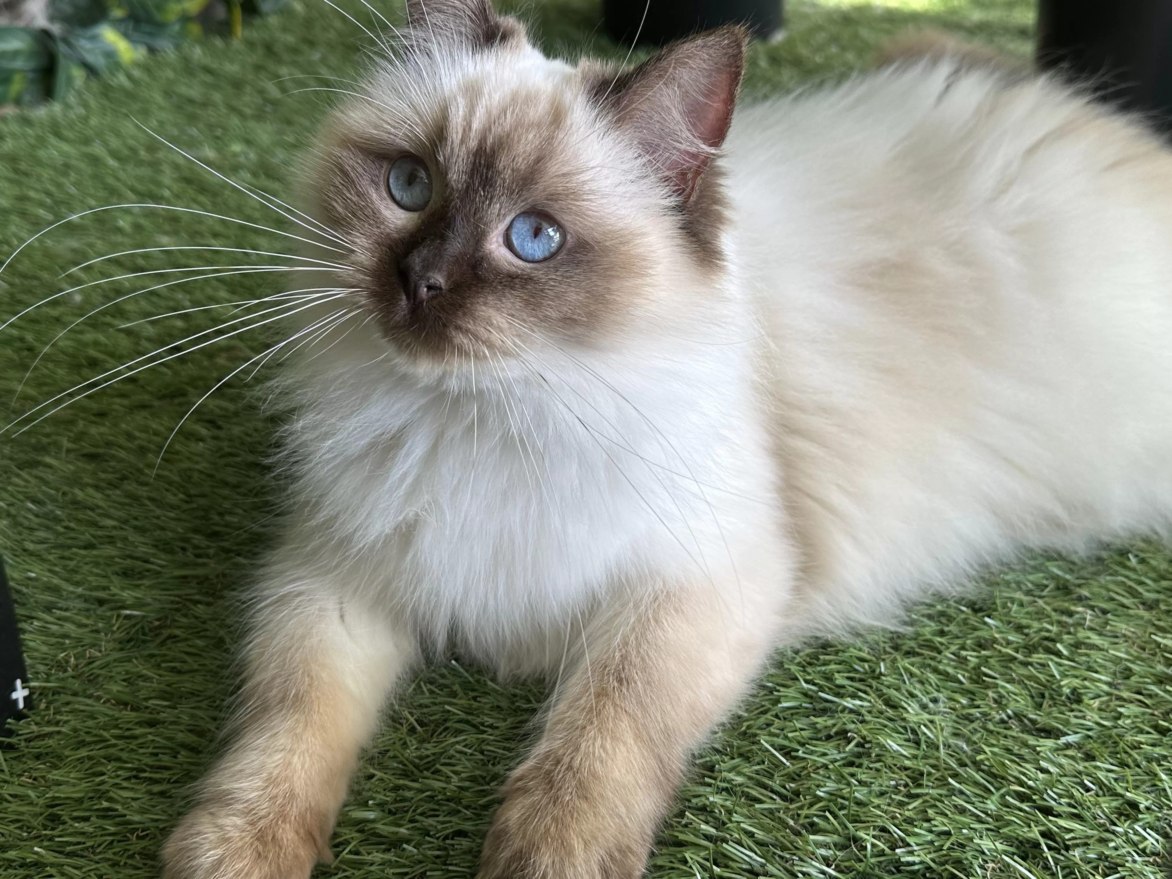 queens gallery image