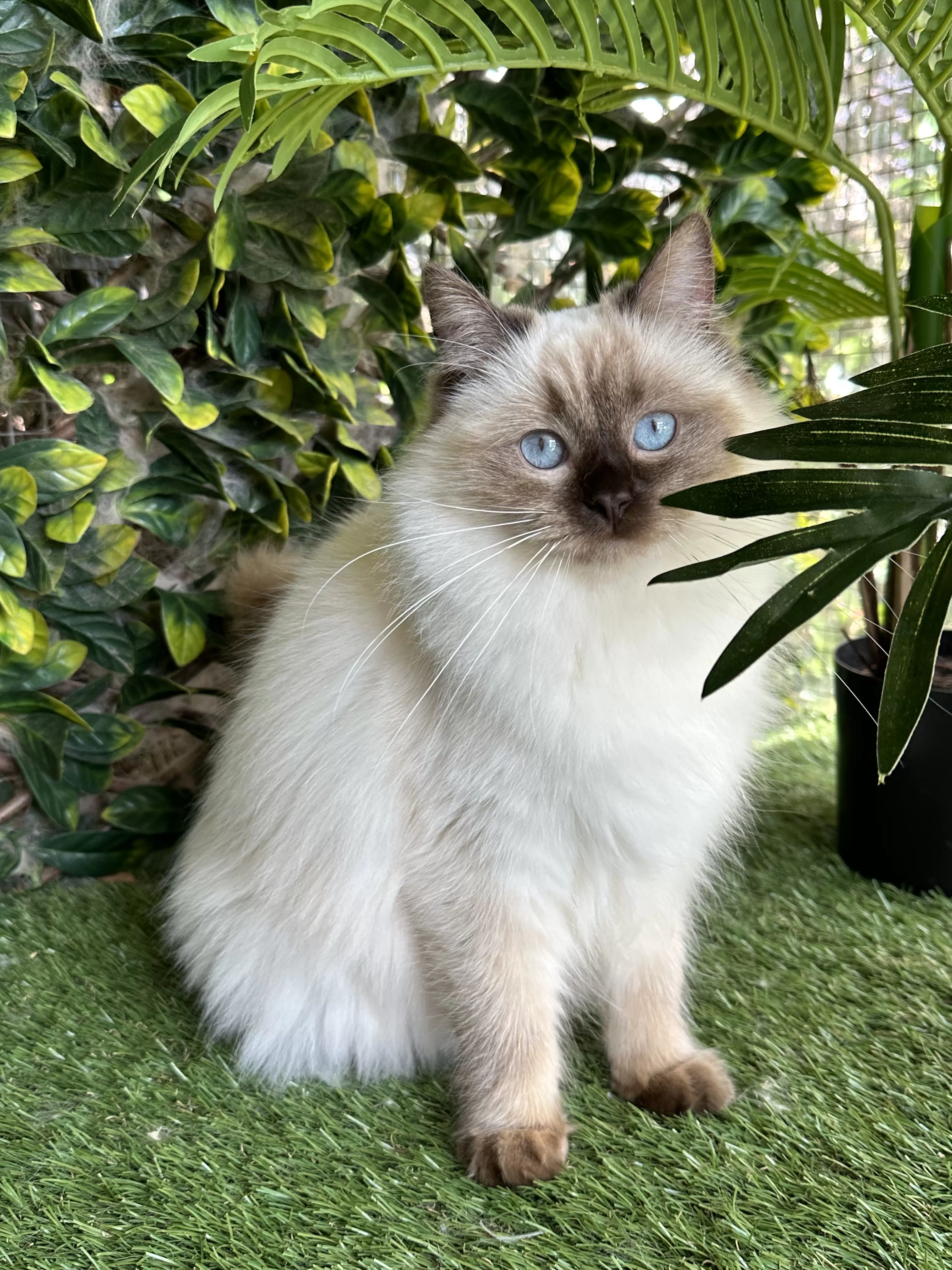 queens gallery image