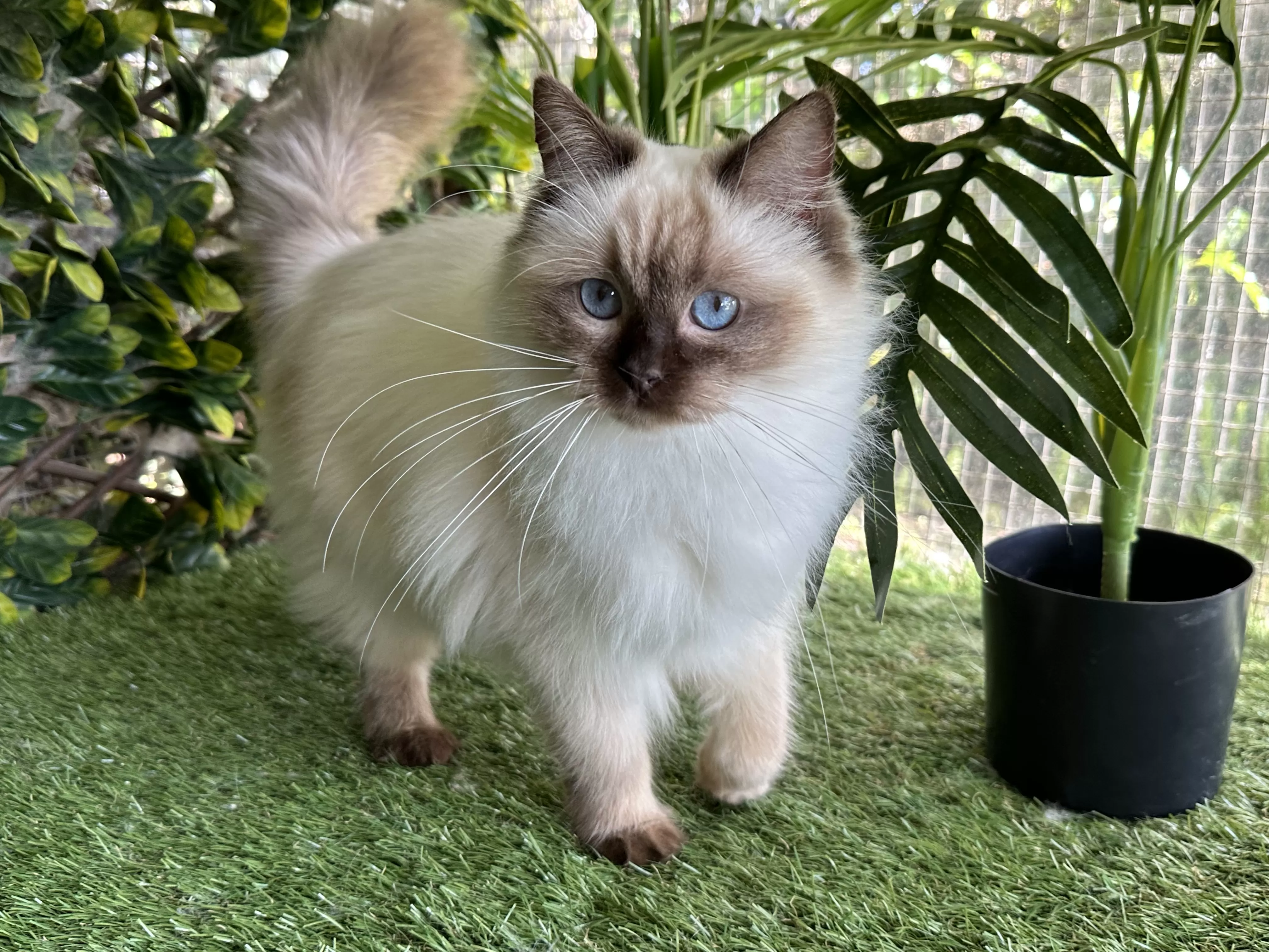 queens gallery image