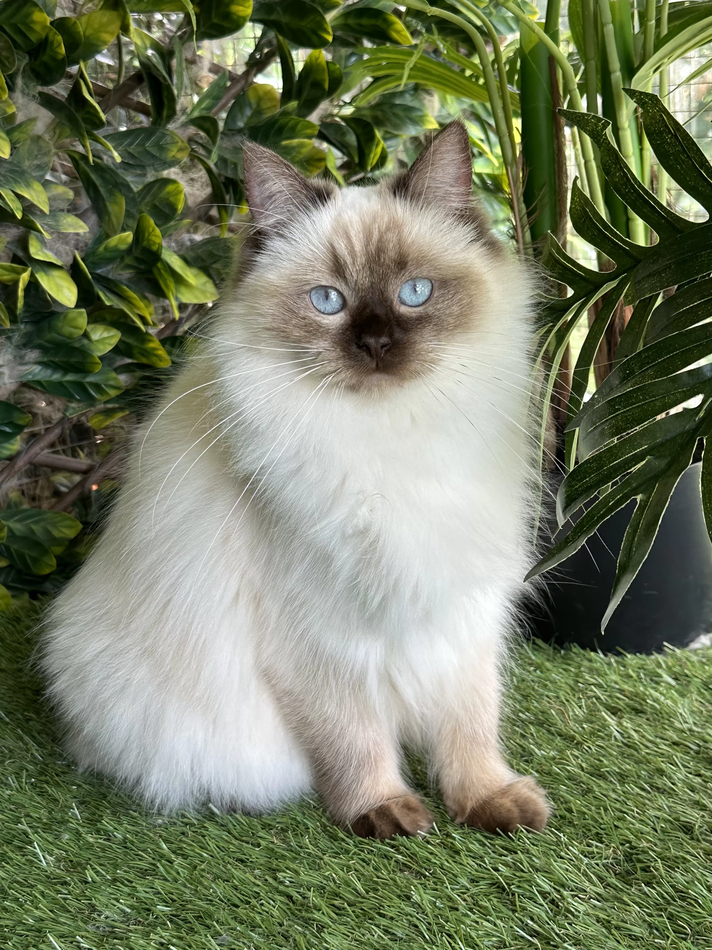 queens gallery image