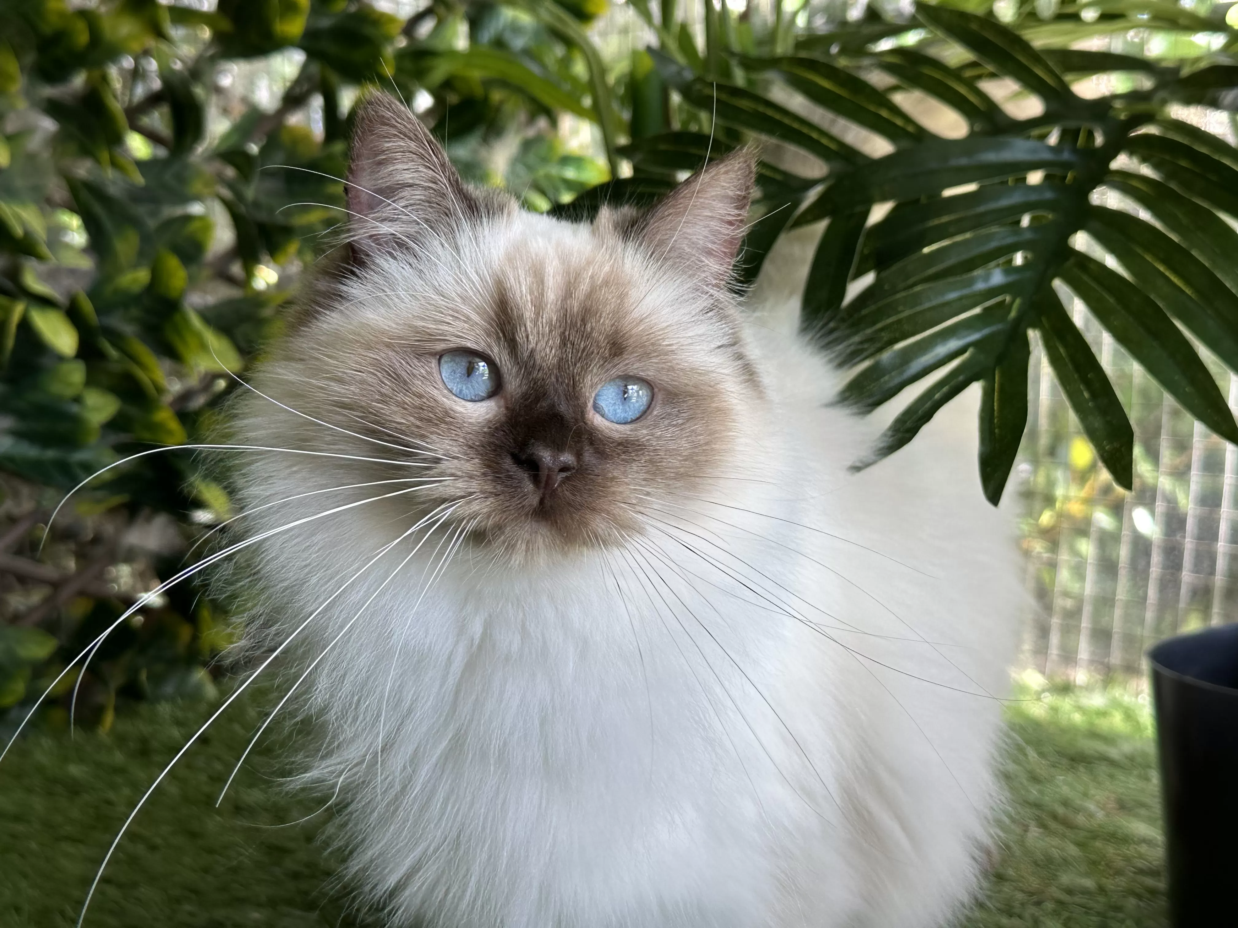 queens gallery image