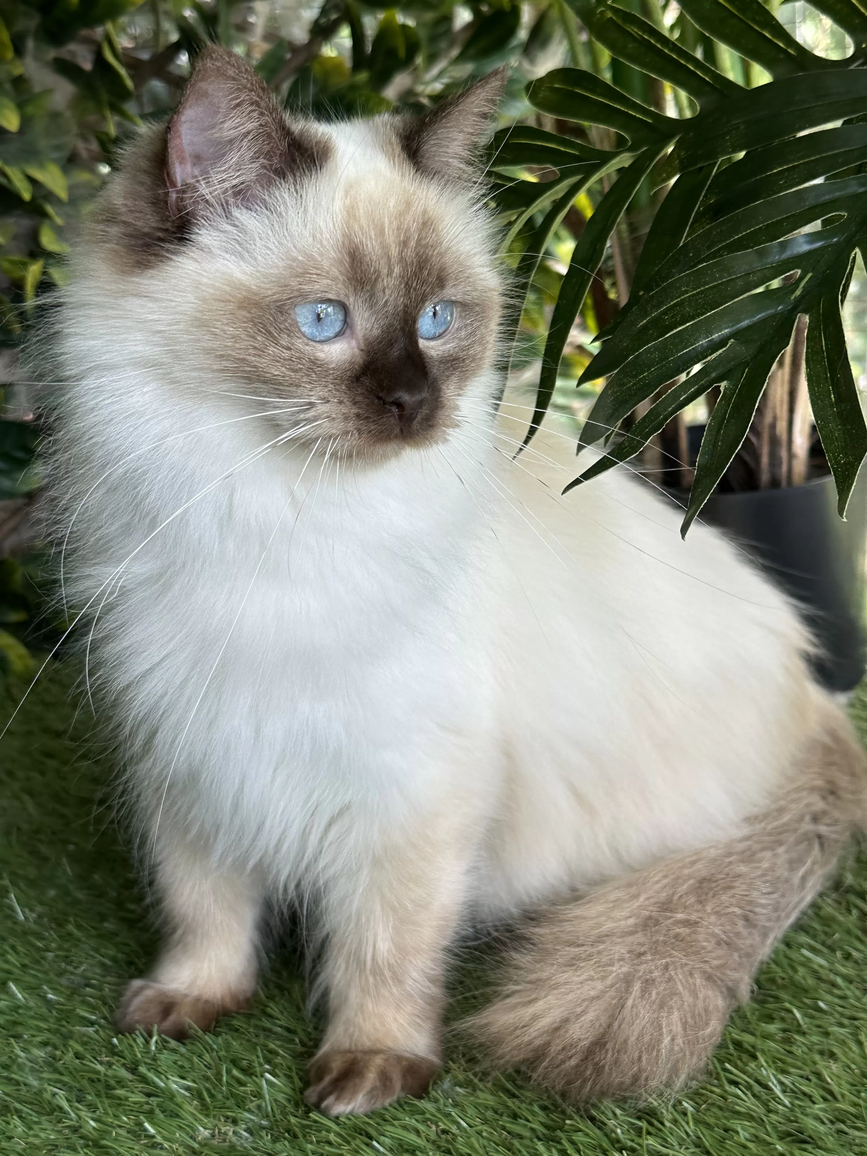 queens gallery image