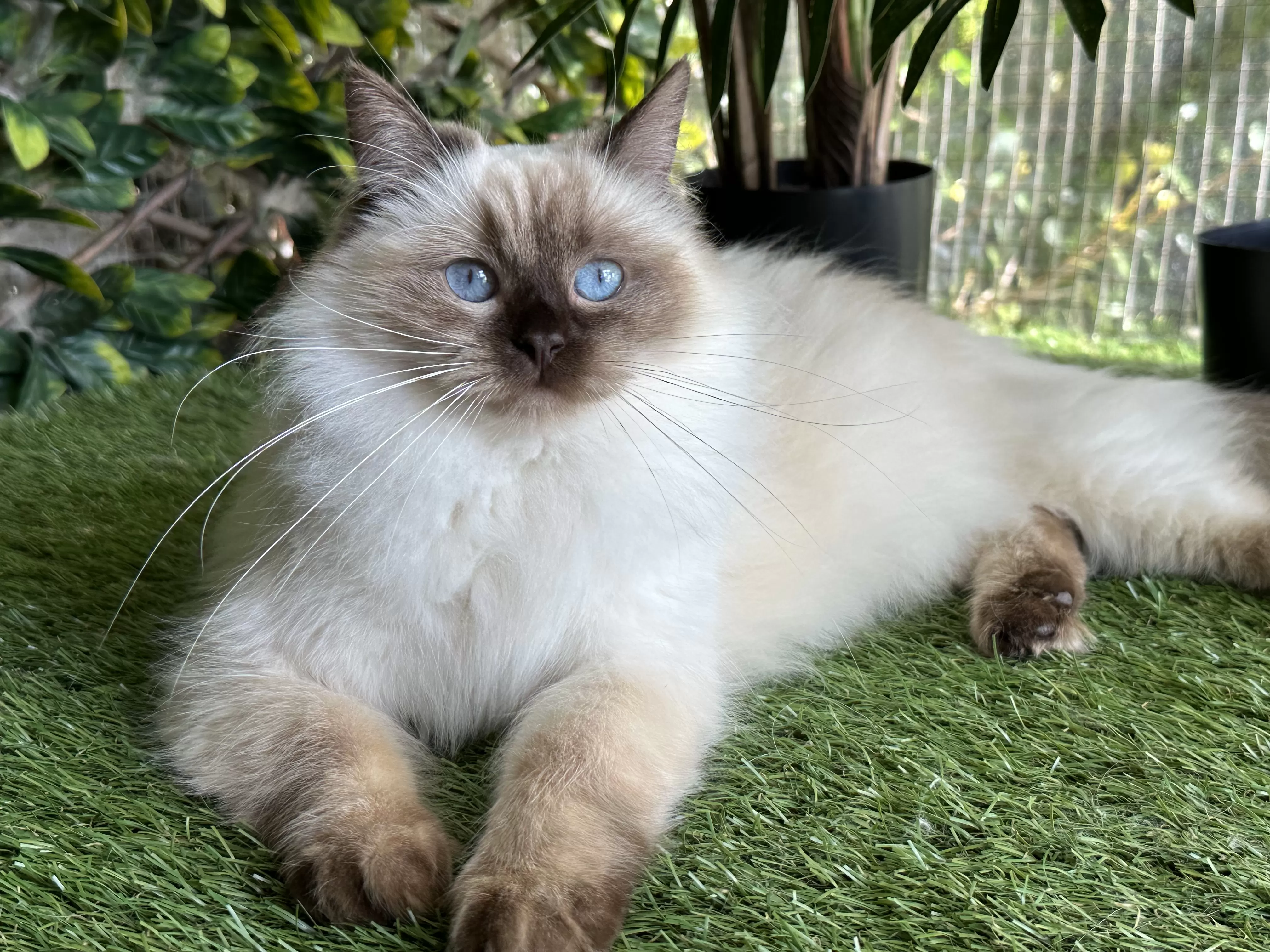 queens gallery image