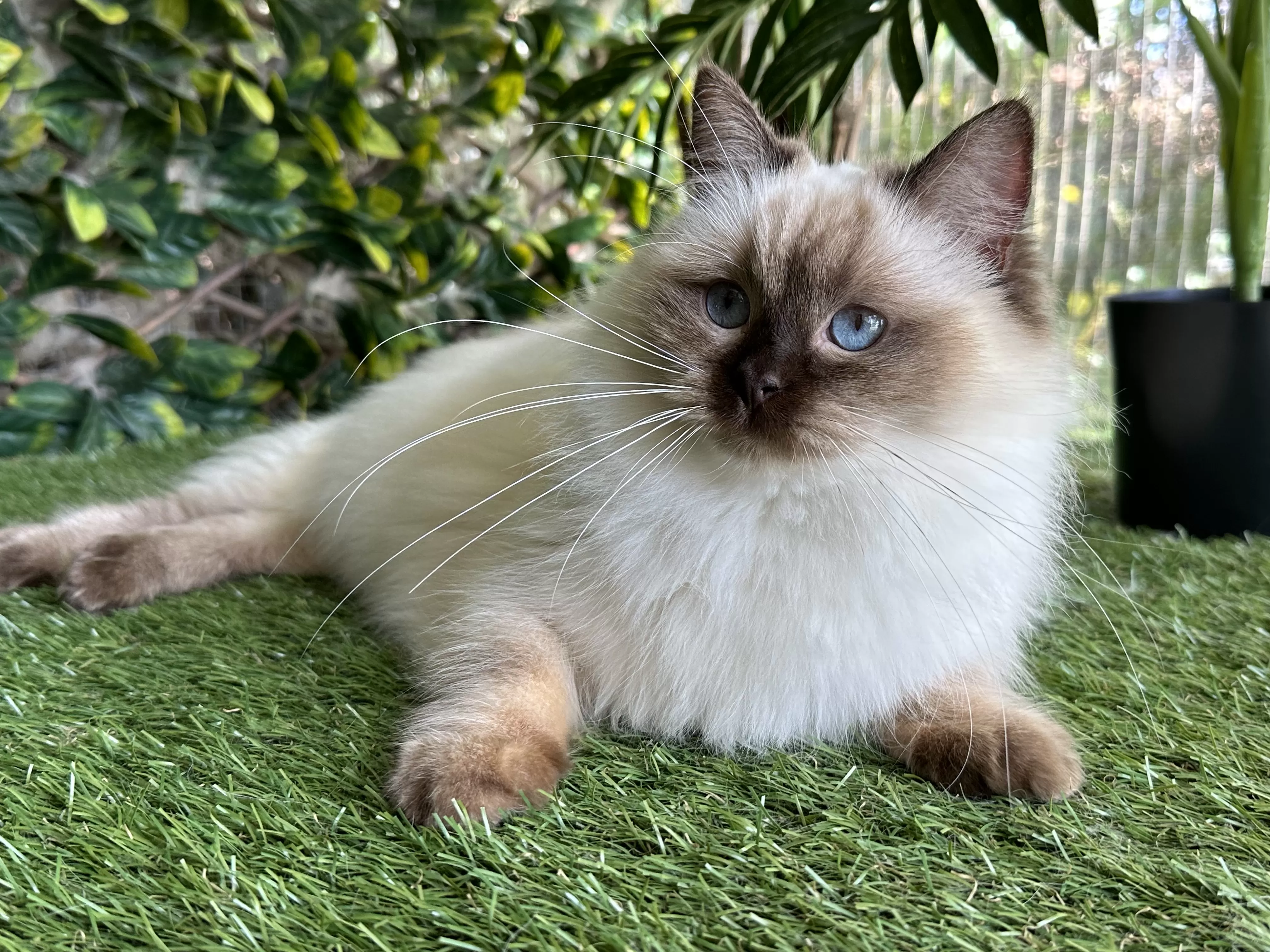 queens gallery image