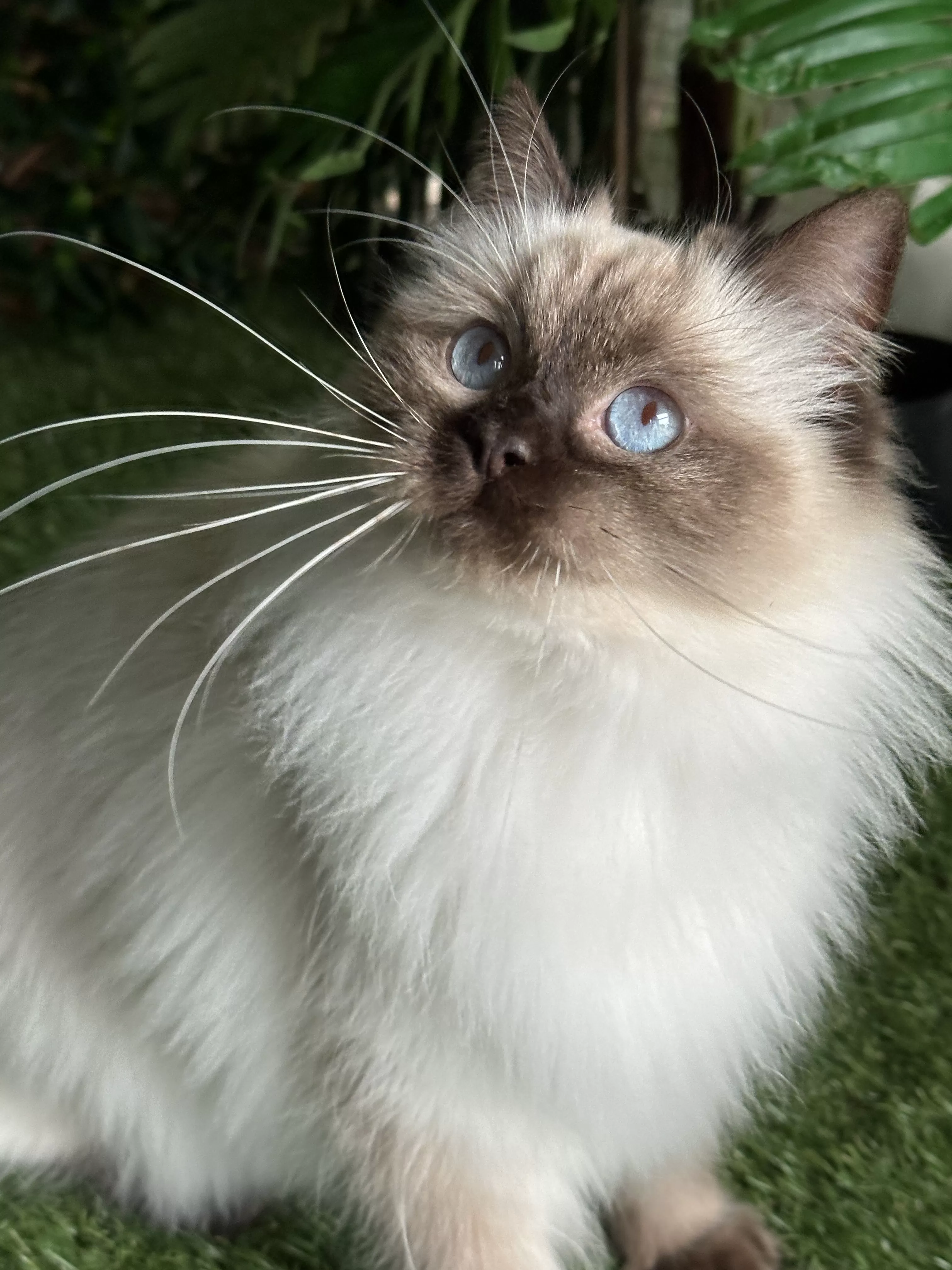 queens gallery image