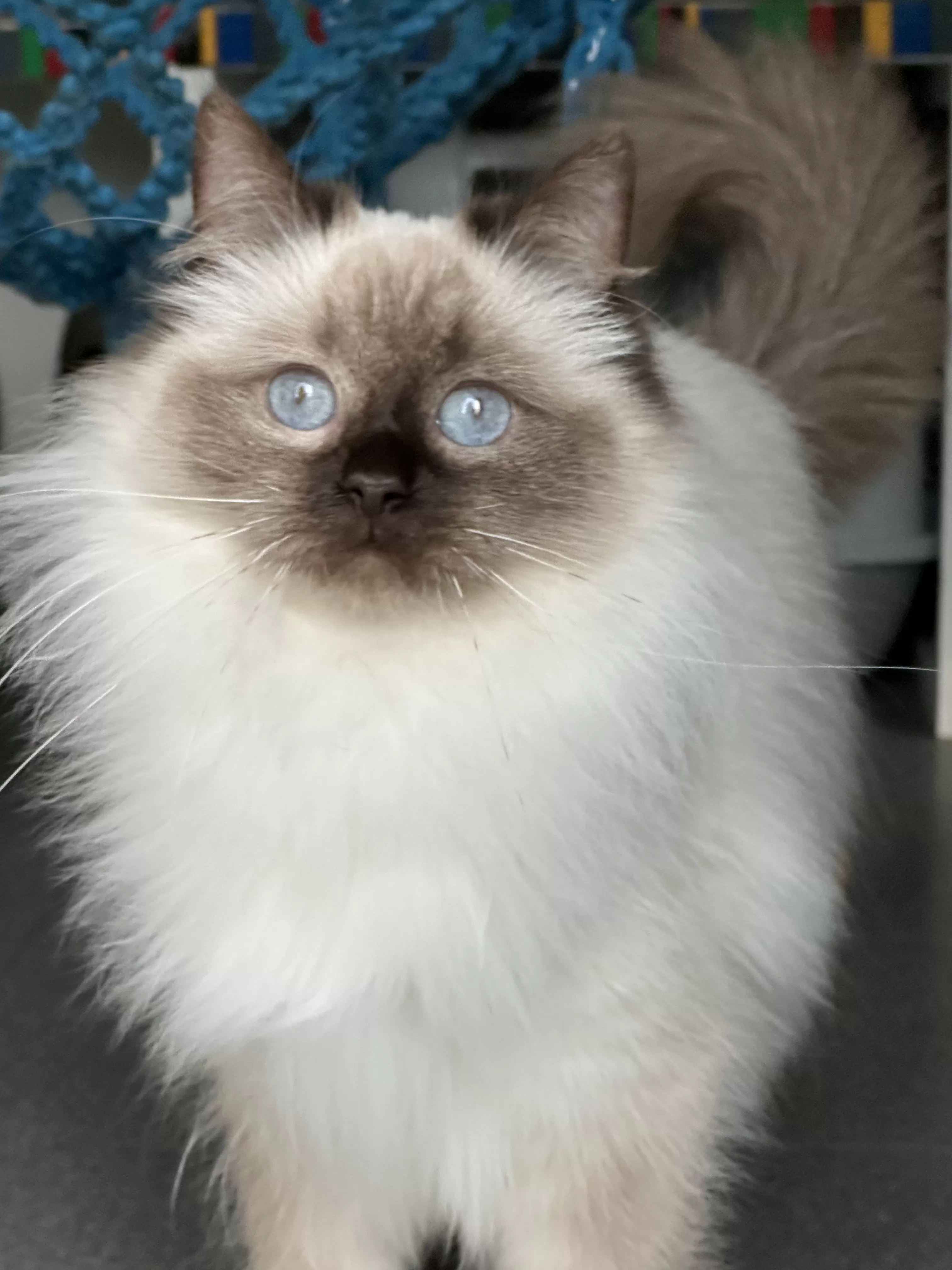 queens gallery image