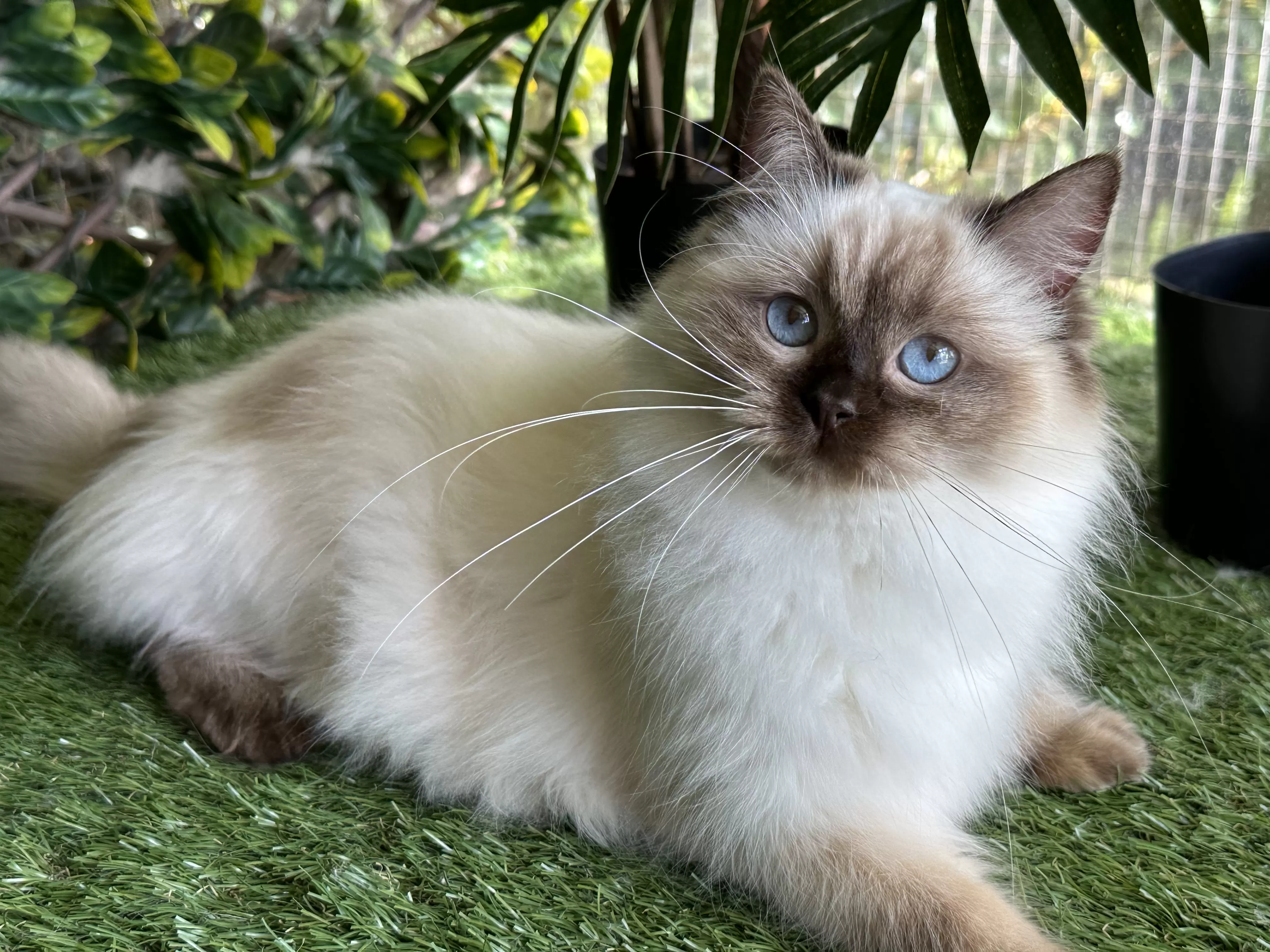 queens gallery image