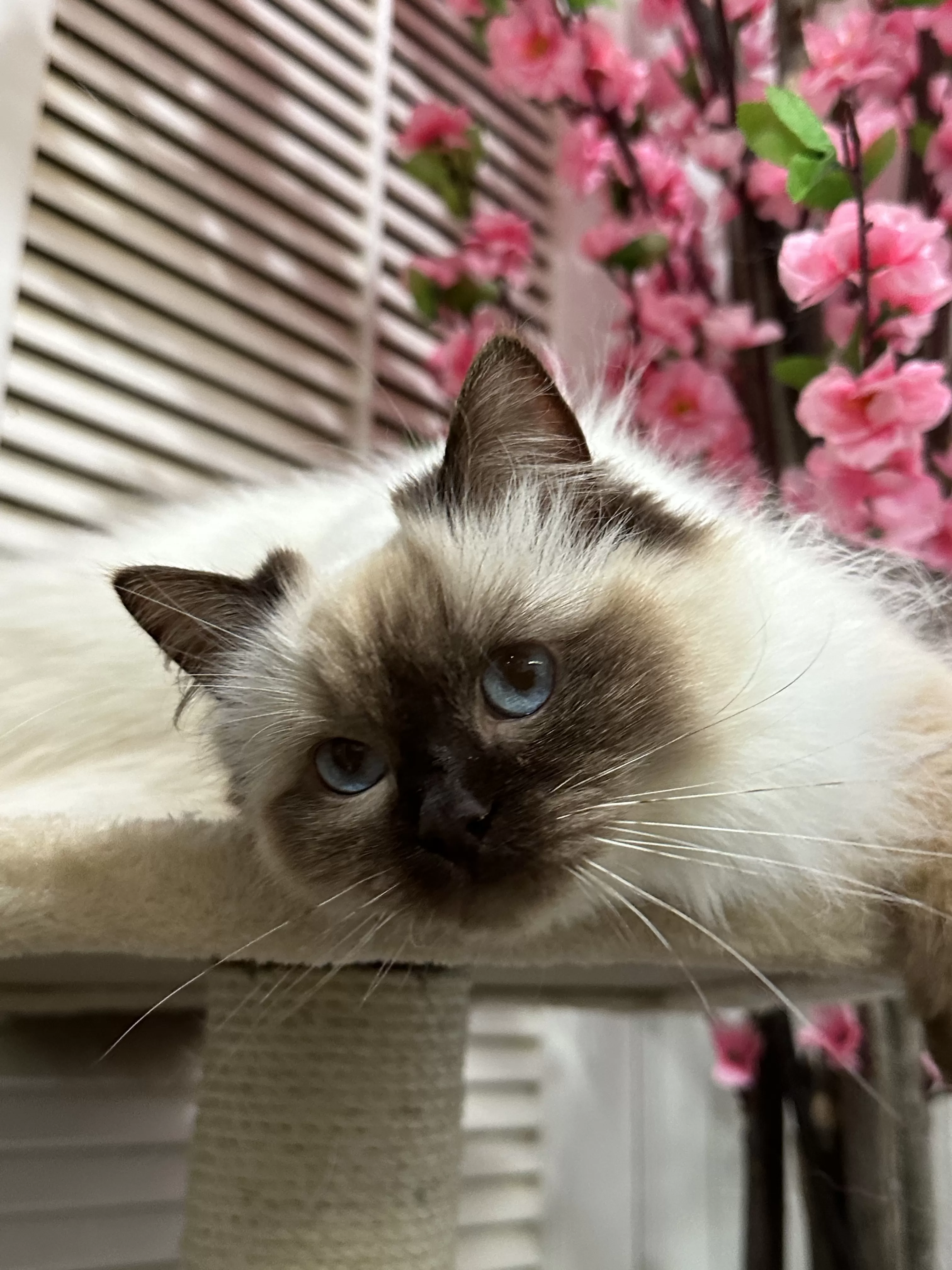 queens gallery image