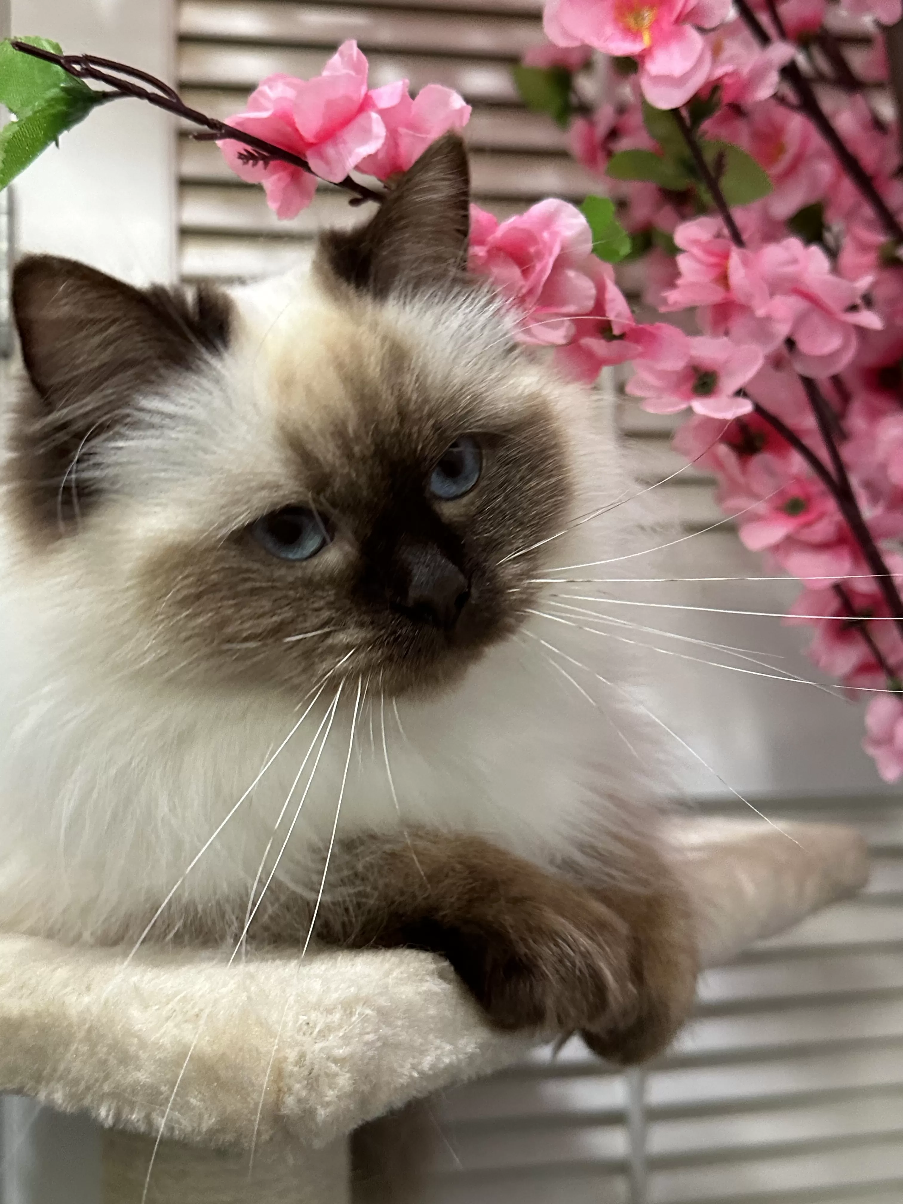 queens gallery image