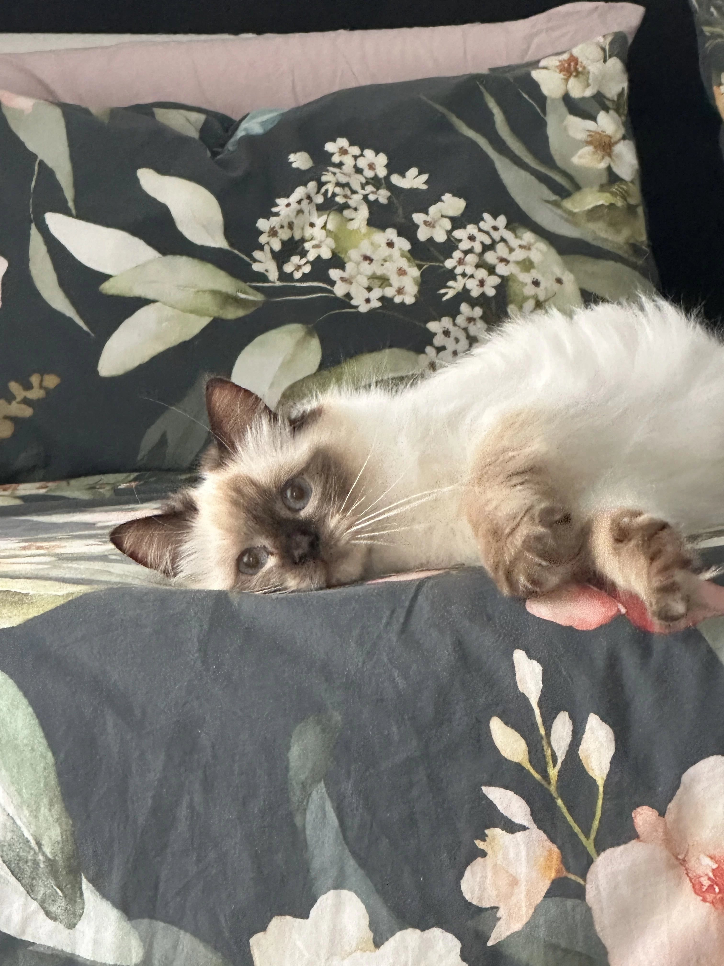 queens gallery image