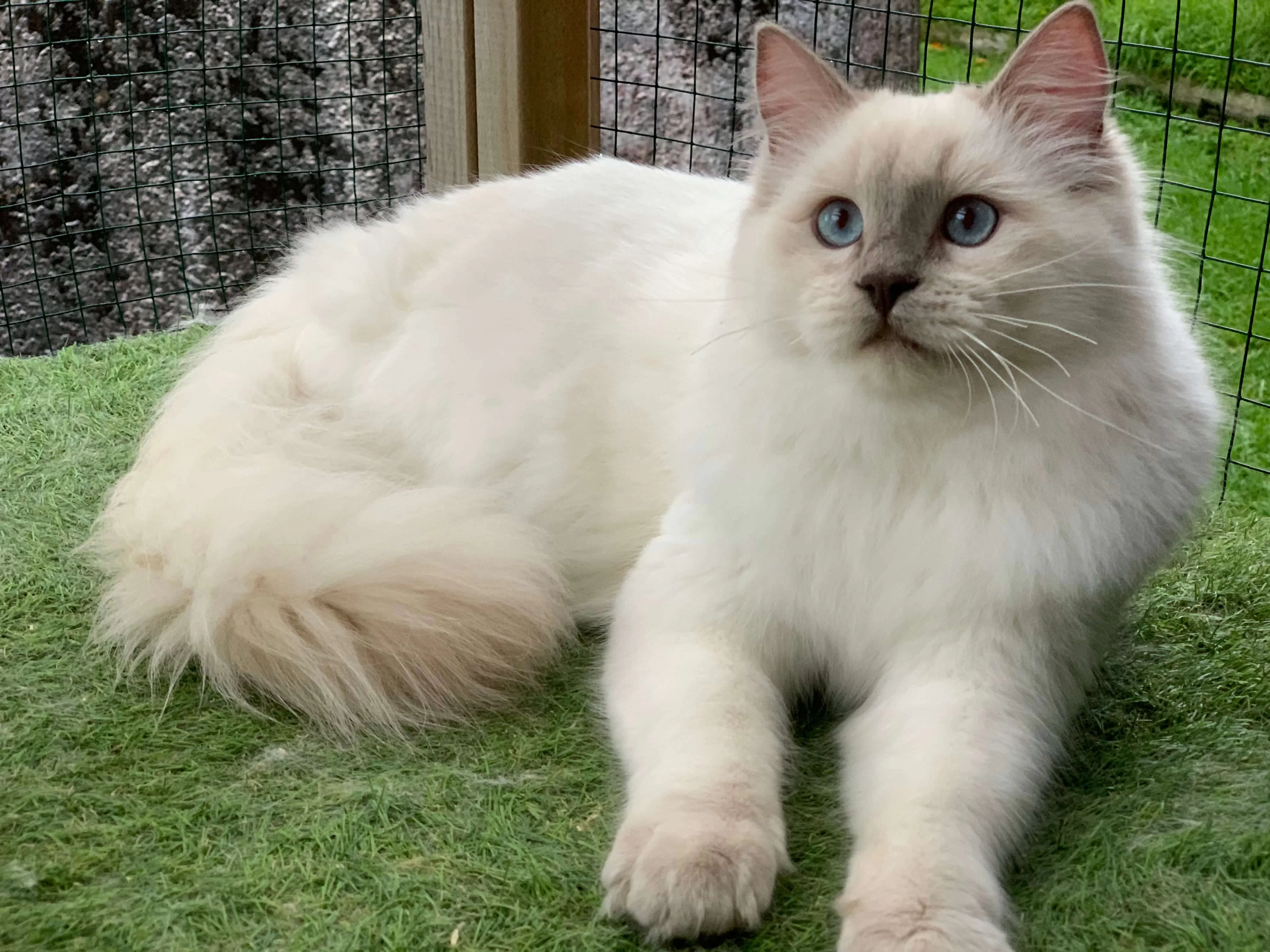 Lilac Colorpoint Ragdoll