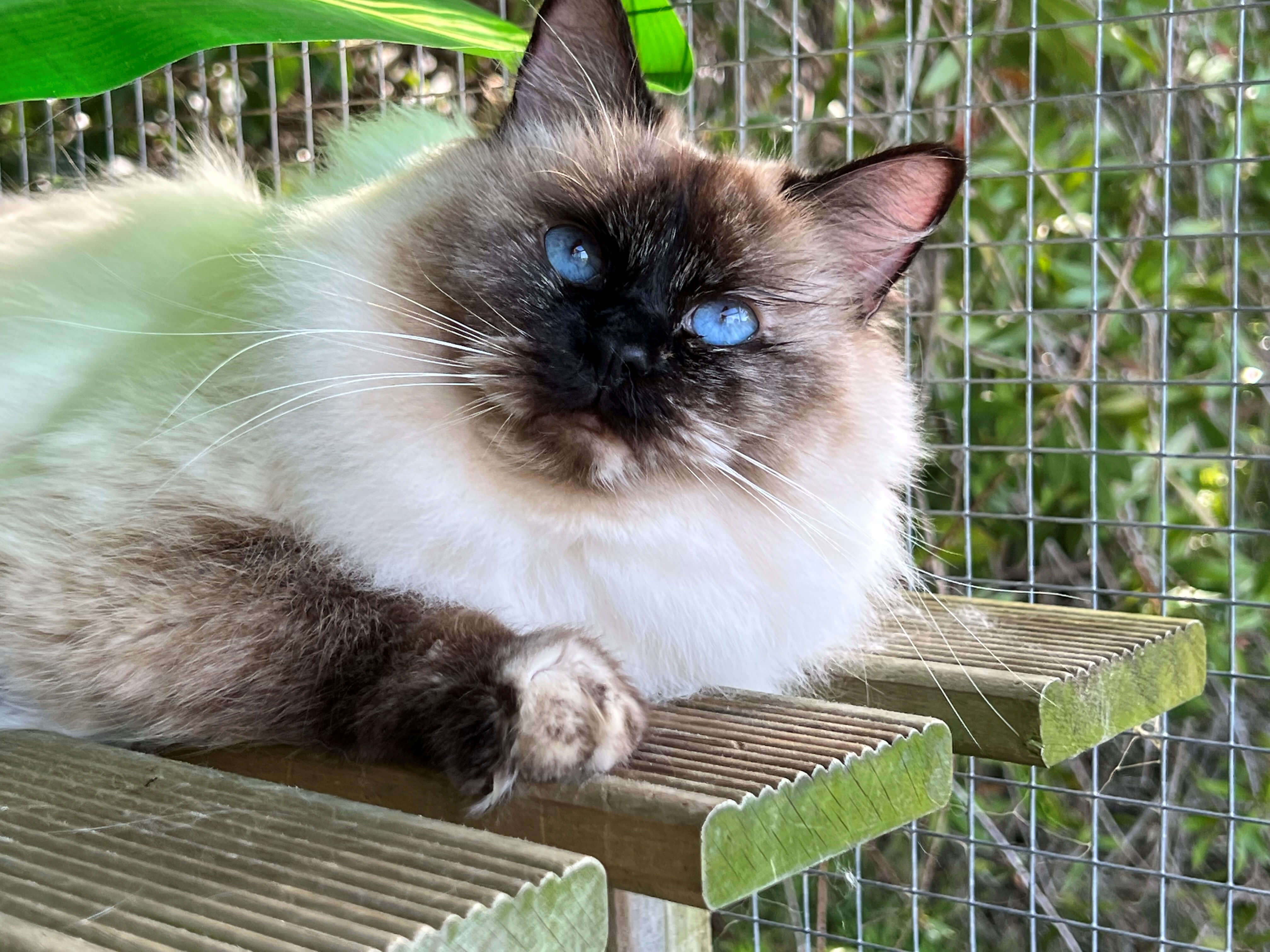 Seal Tortie Ragdoll