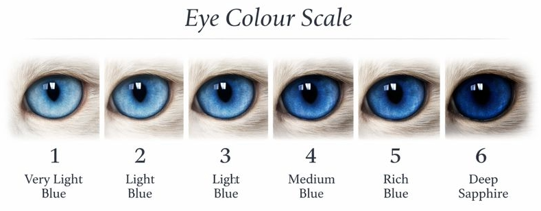 Ragdoll Eye Colour Scale from light blue to deep sapphire