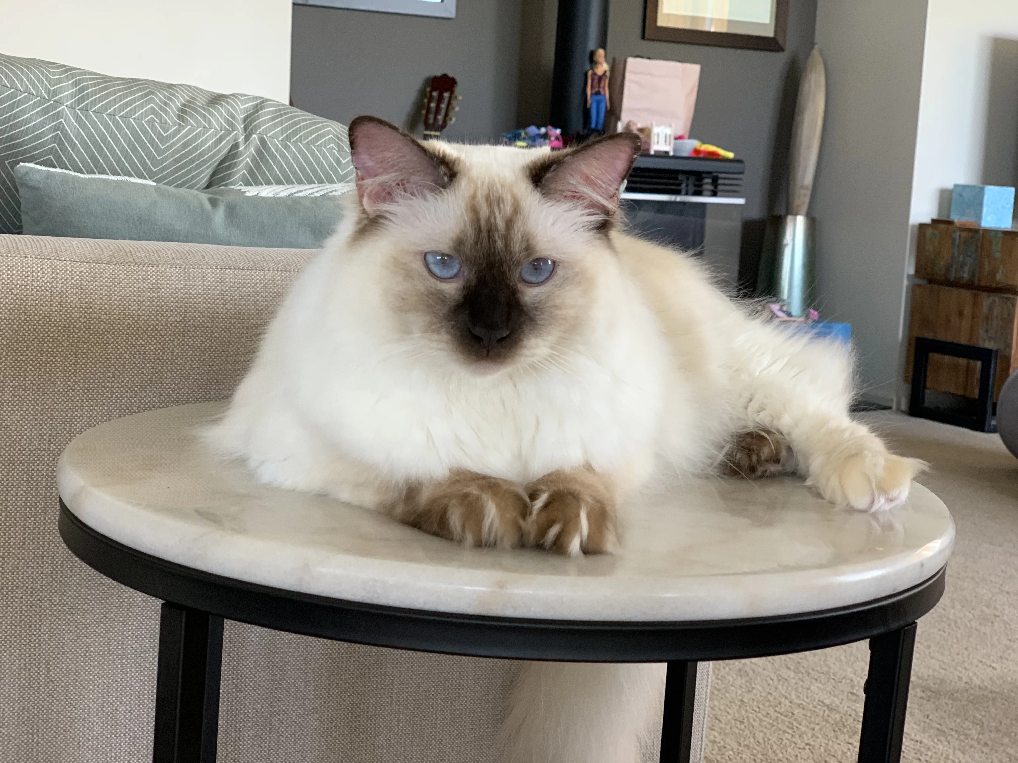 Chocolate Tortie Ragdoll