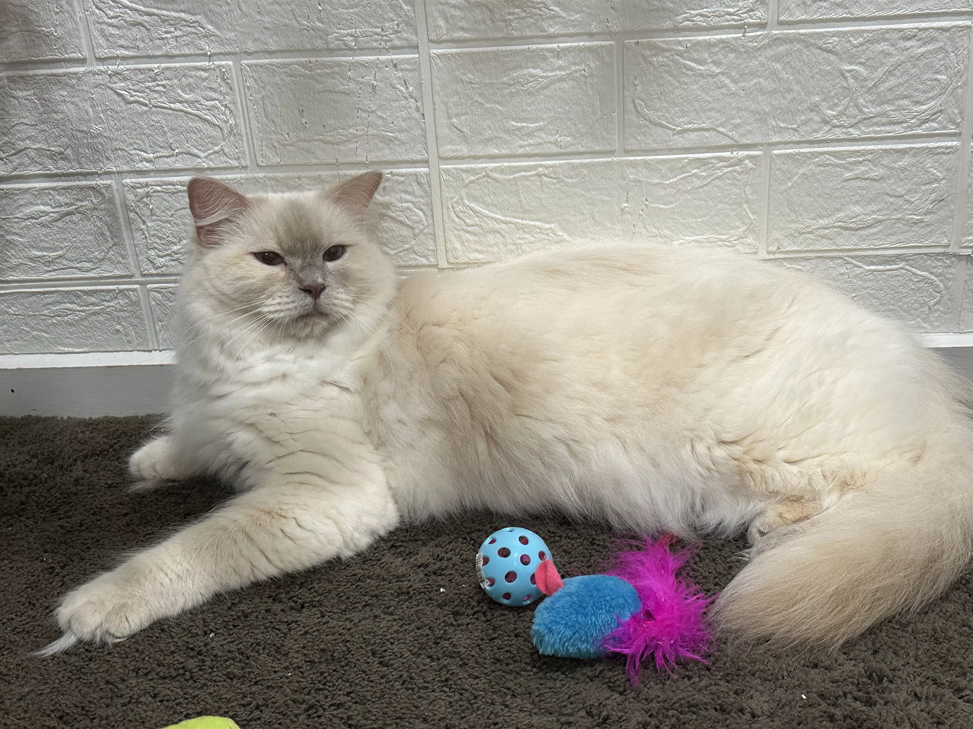 Chocolate Tortie Ragdoll