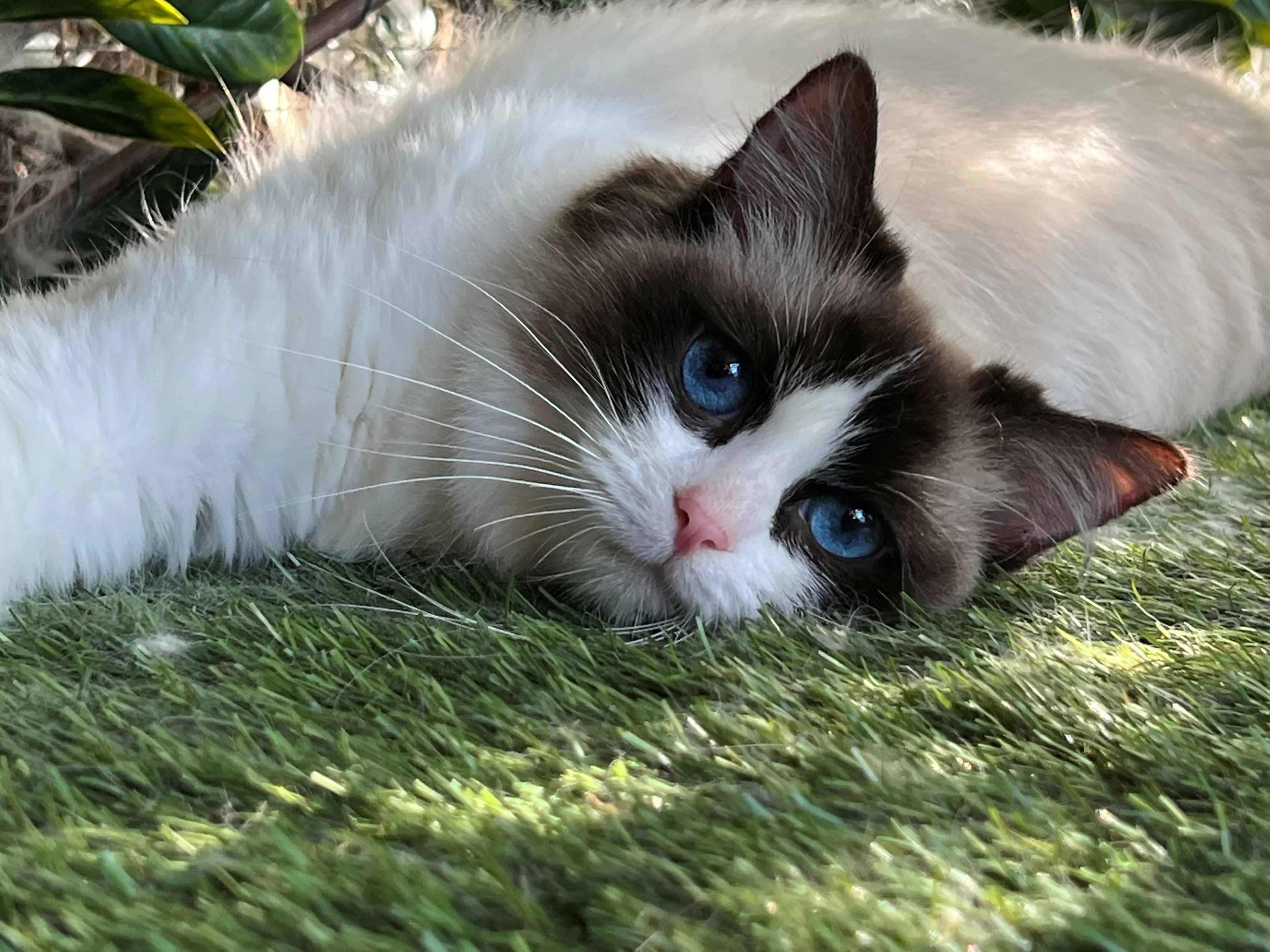 Bicolor Ragdoll