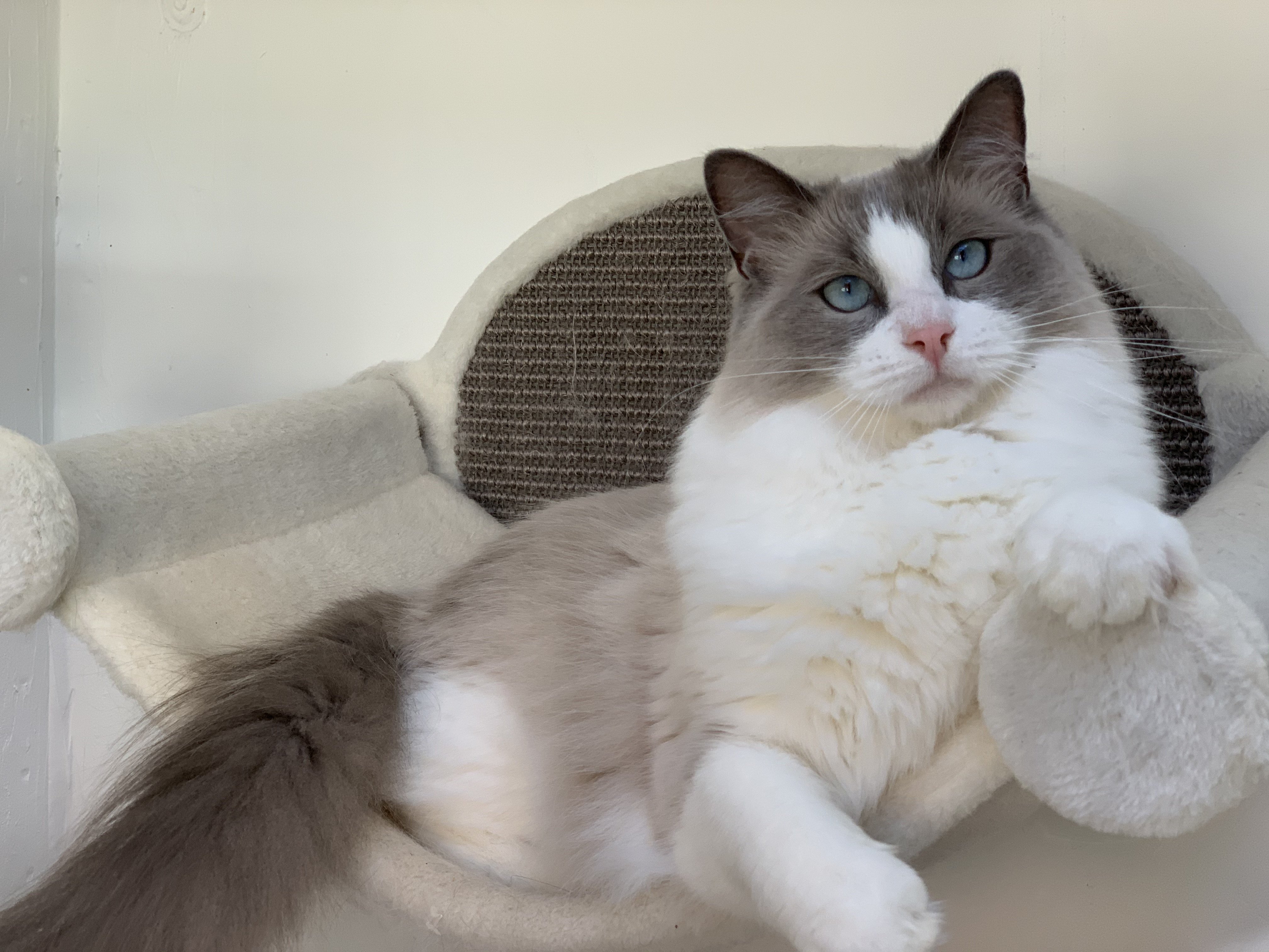 Blue Bicolor Ragdoll