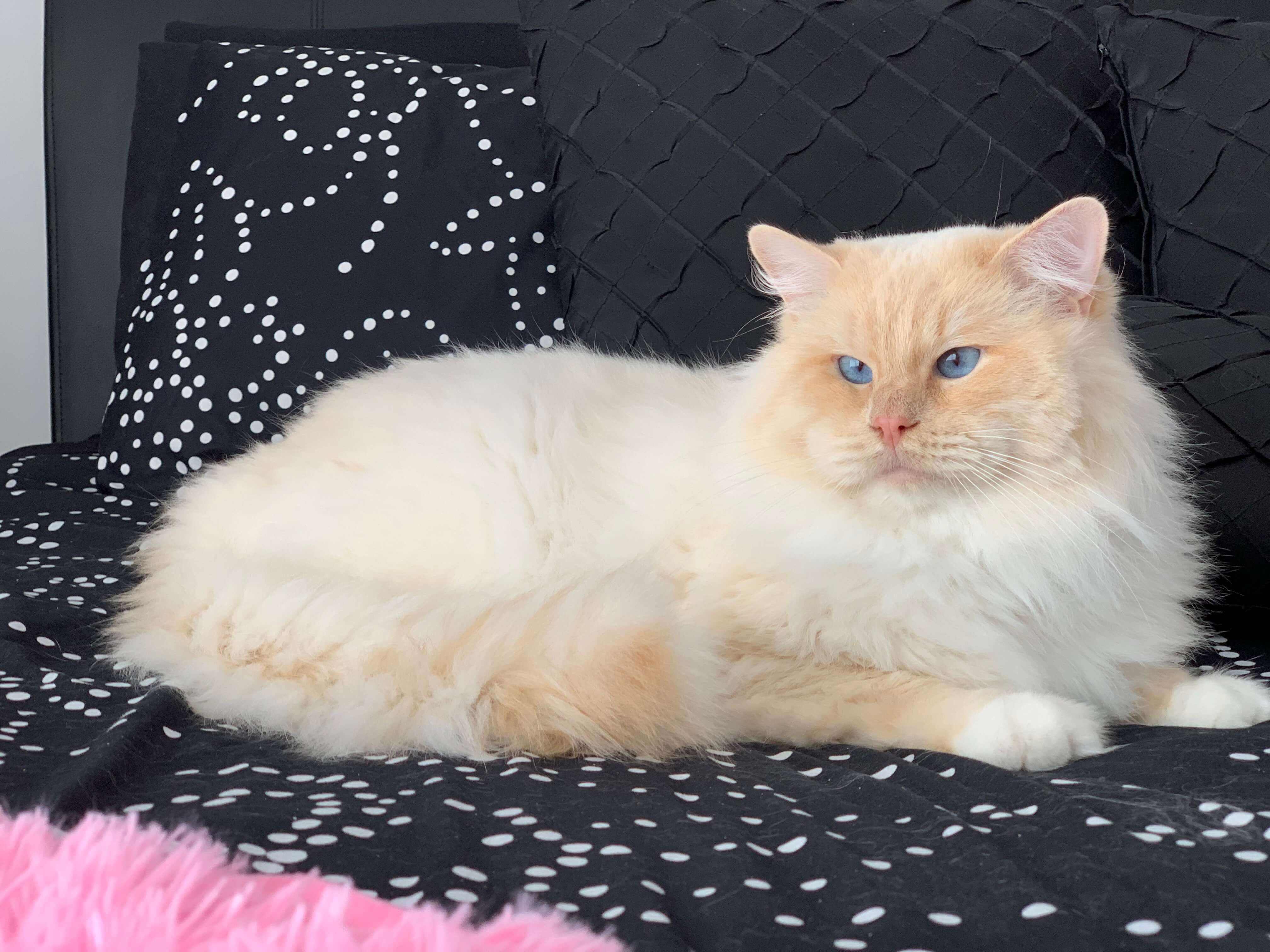 Cream Mitted Ragdoll