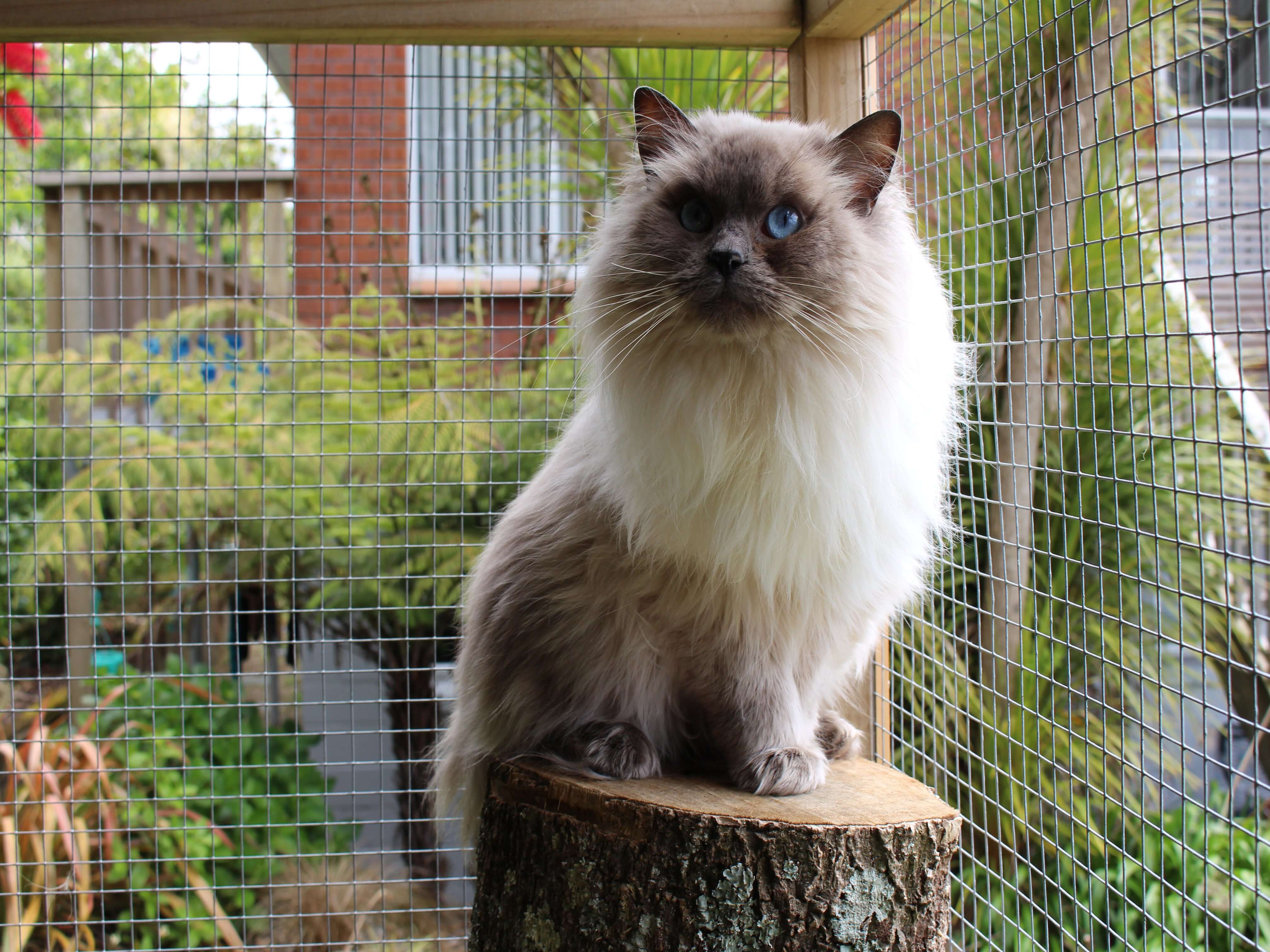 Blue Ragdoll