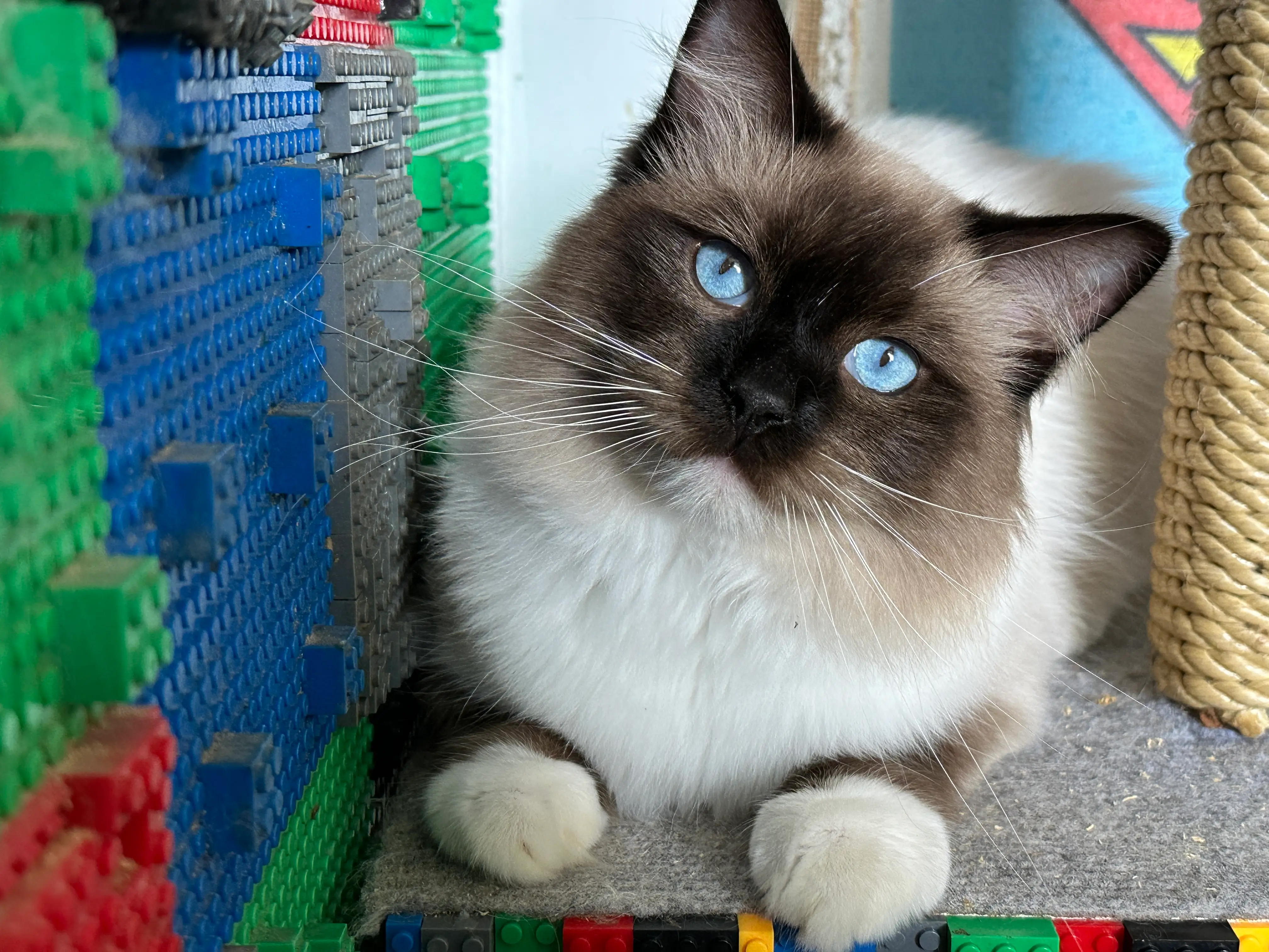 Mitted Ragdoll