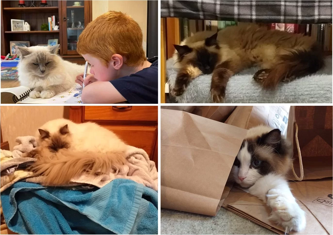 Ragroyalty Prince Kody, Ragroyalty Prince Sebastian, Ragroyalty Prince William & Ragroyalty Princess Ava