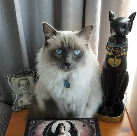 Ragroyalty City of Romance