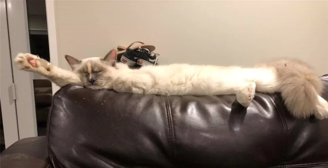 Ragroyalty Knock Your Socks Off 