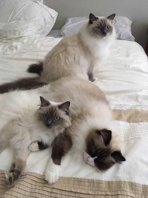 Ragroyalty Prince Levi, Ragroyalty Prince Brody & Ragroyalty Princess Rose