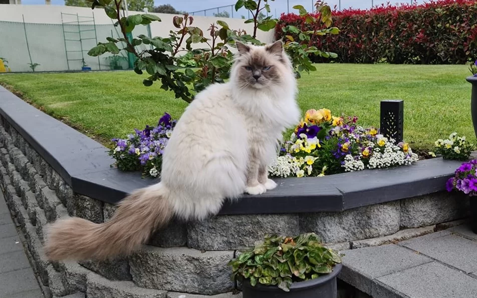 Ragroyalty Majestic Charm