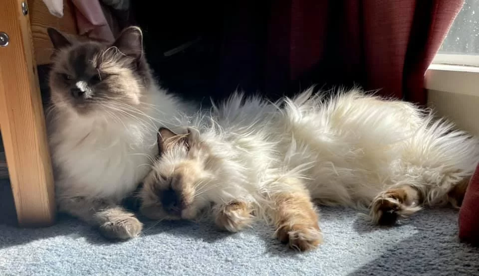 Ragroyalty Must Be Love & Princess Bluesette