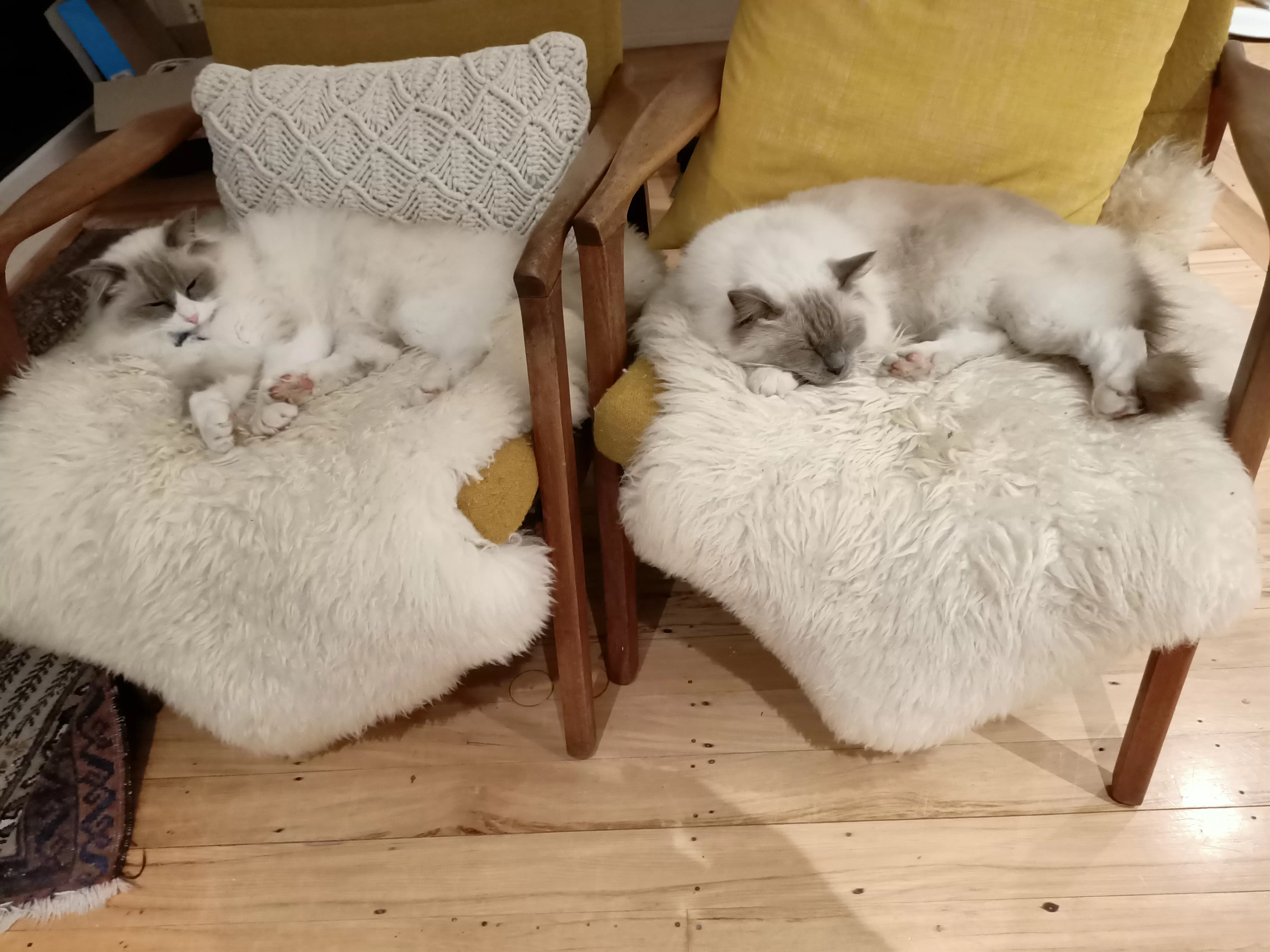 Ragroyalty Prince Abel & Prince Caden