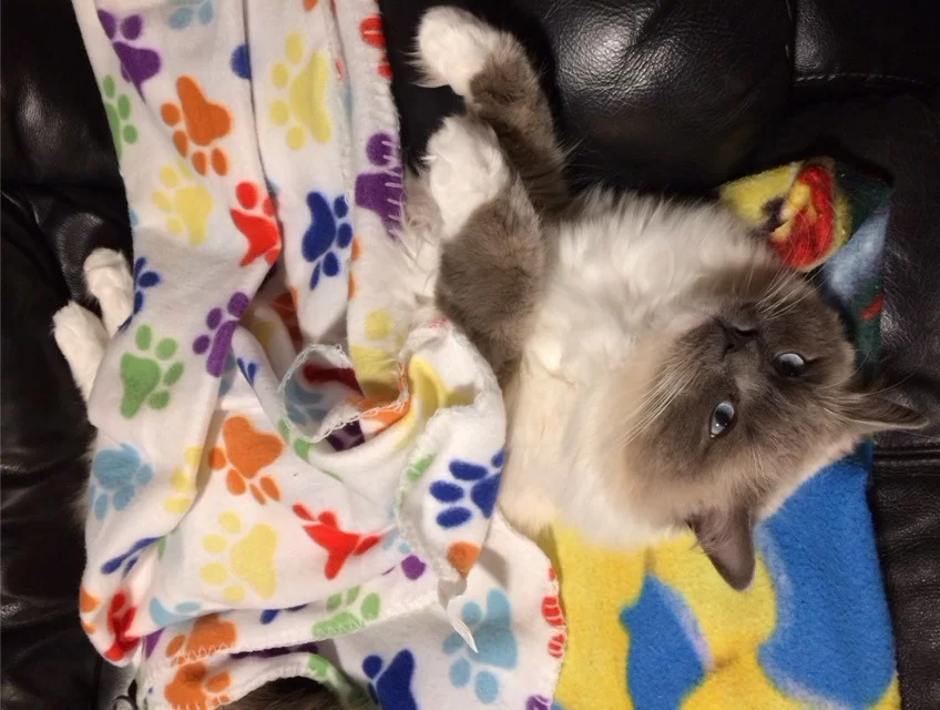 Ragroyalty Prince Aiden 