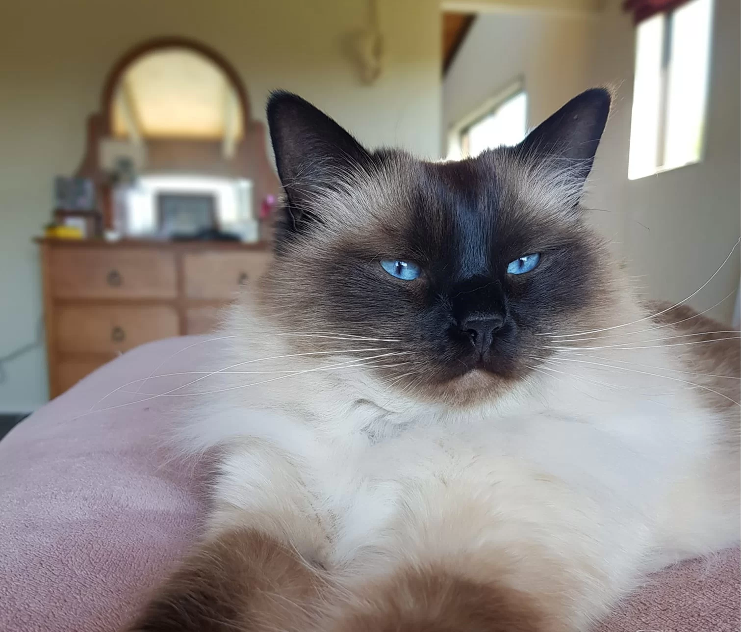 Ragroyalty Prince Apollo