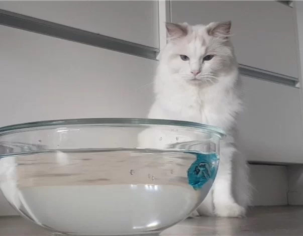 Ragroyalty Prince Asher