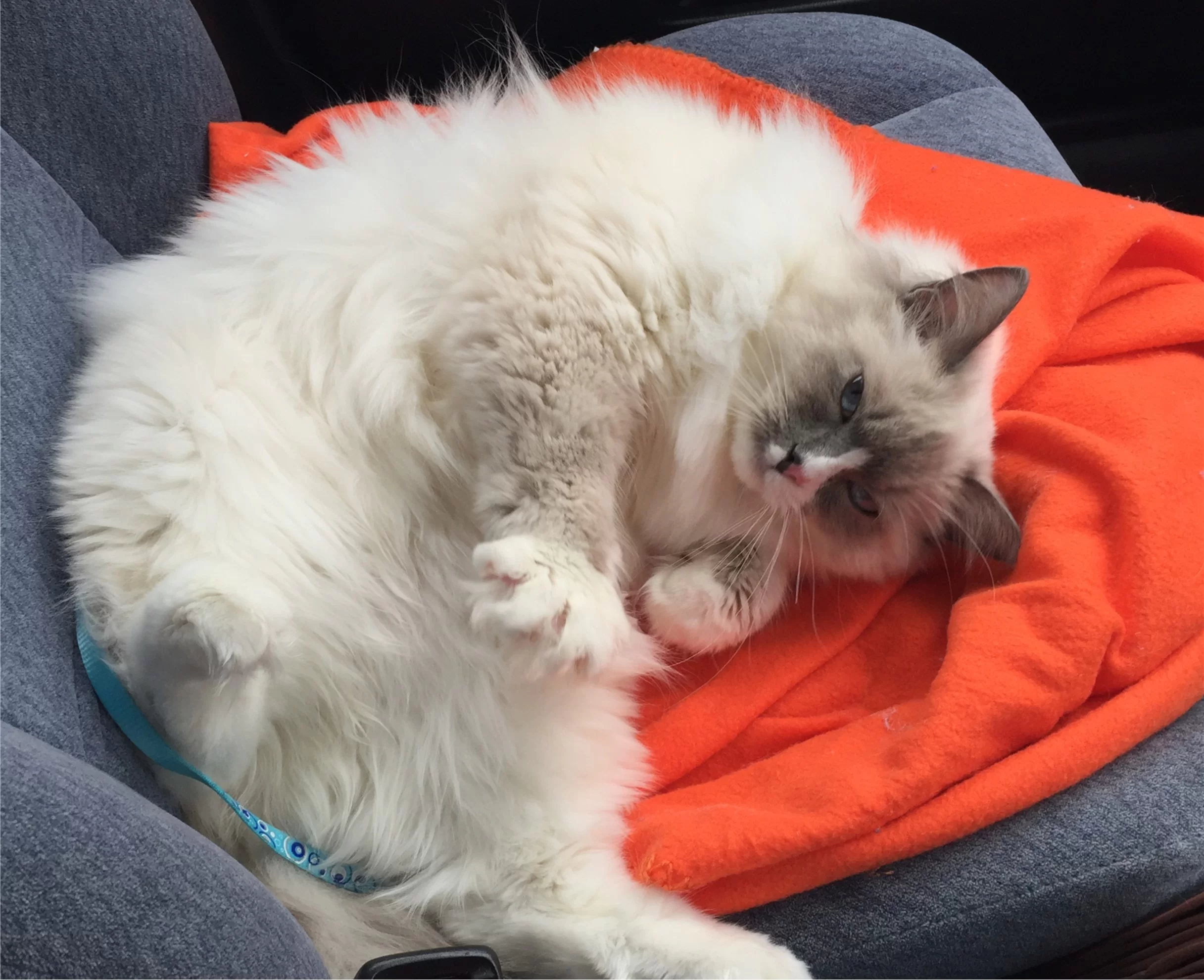 Ragroyalty Prince Blaze