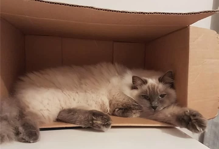 Ragroyalty Prince Bleu